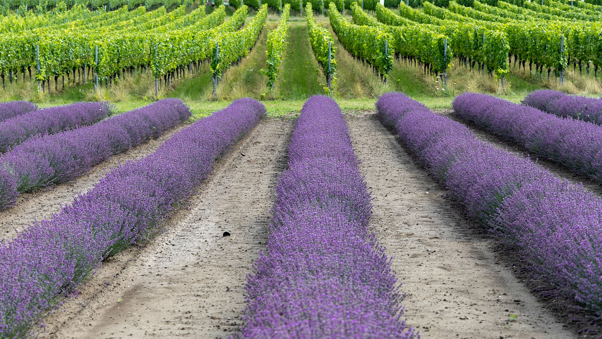 Lavendelfeld am Kaiserstuhl