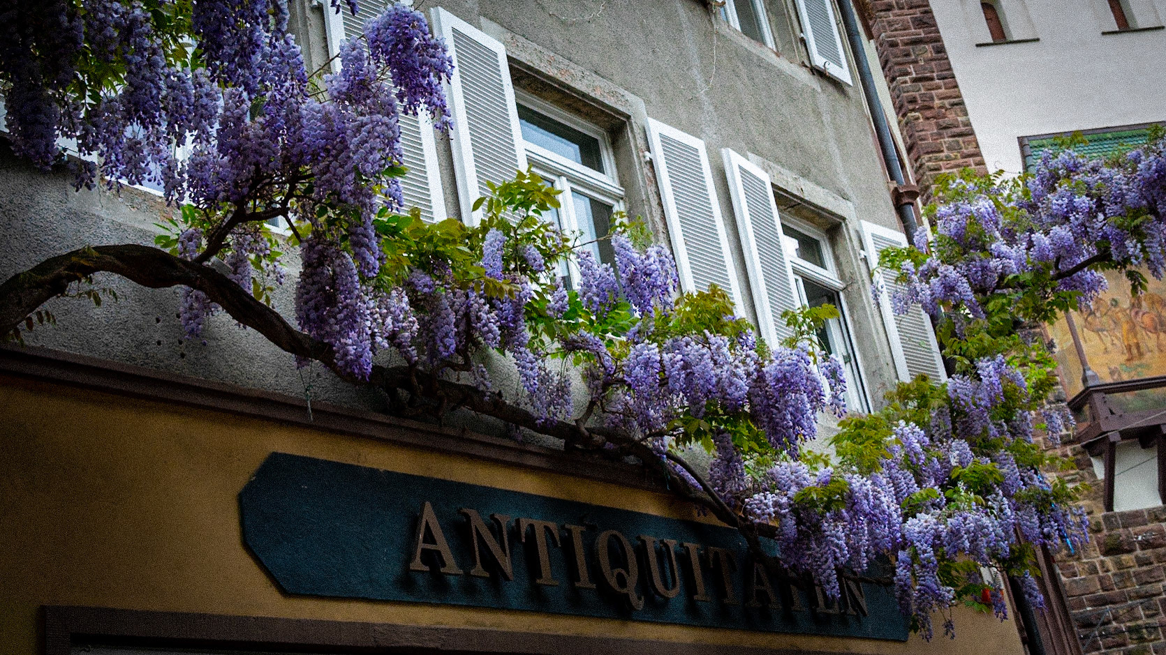 Blauregen in der Konviktstrasse in Freiburg