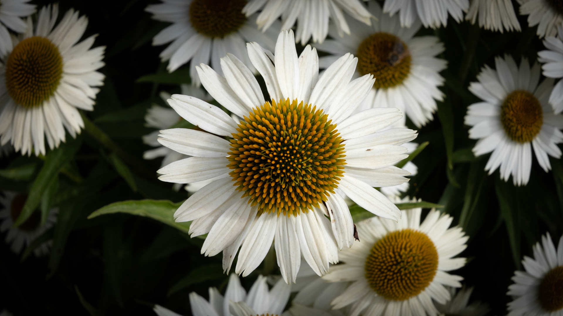 Nahaufnahme, Blume, Landesgartenschau