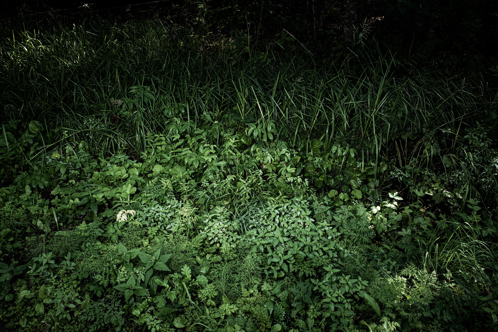 Green vegetation lit by artificial light close to the beach