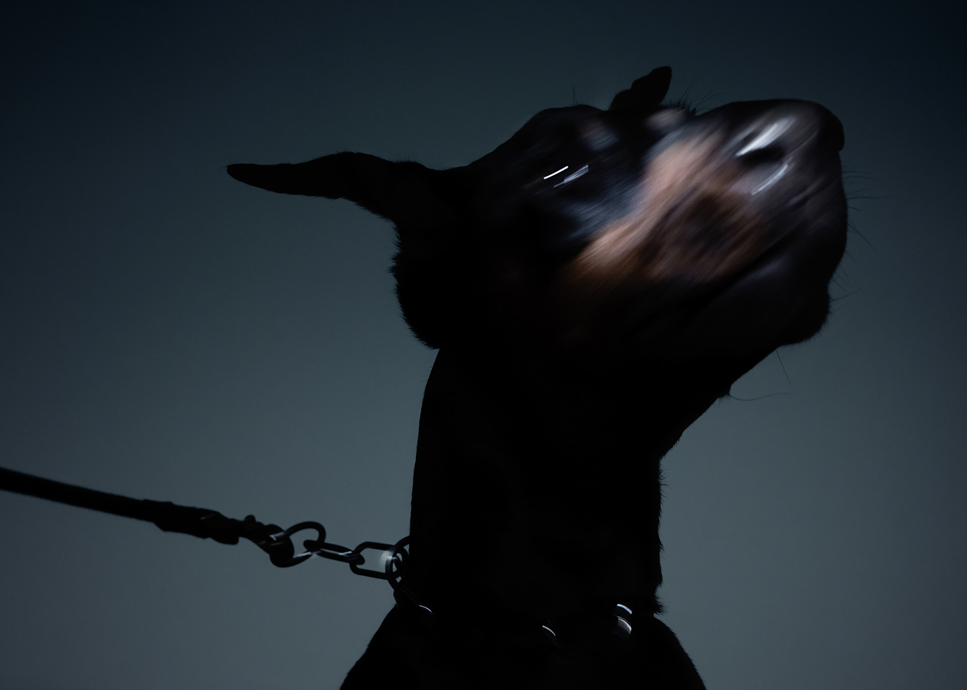 A doberman on a leash moving and motion blurred