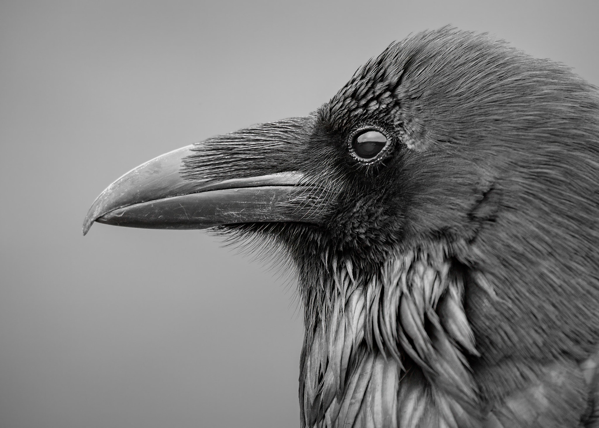 Northern raven (Corvus corax)