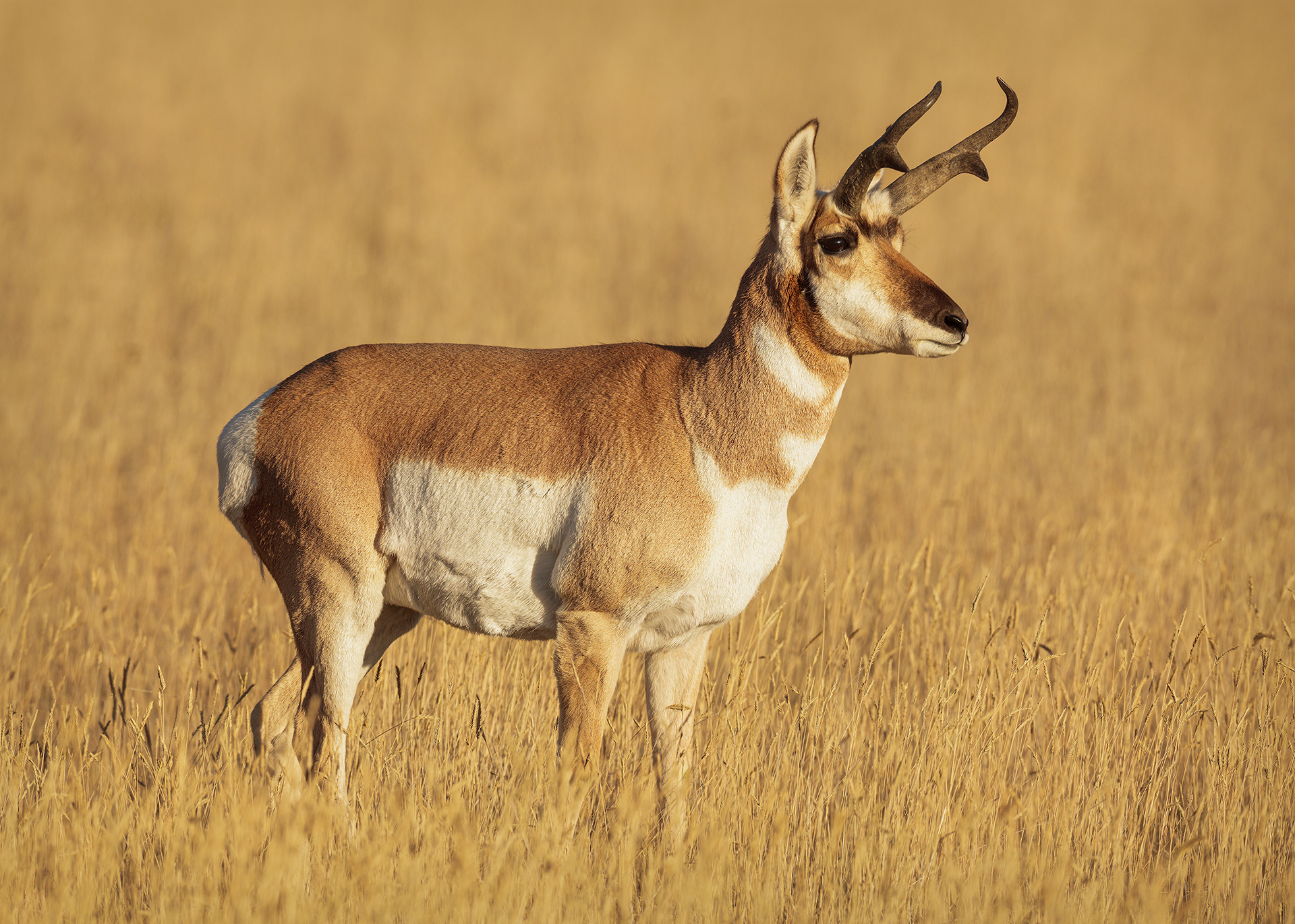 Greased Lightning, Pronghorn Buck (Antilocapra americana), Montana, USA