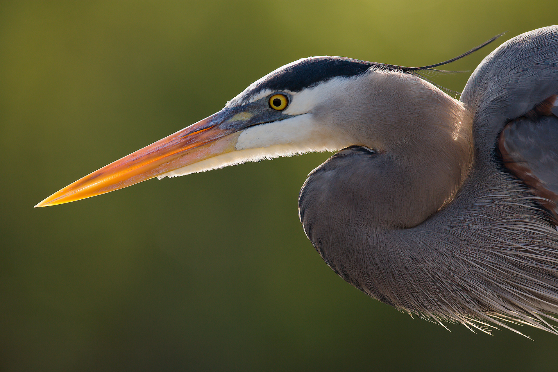 Portrait, Great Blue Heron (Ardea herodias), Florida, USA