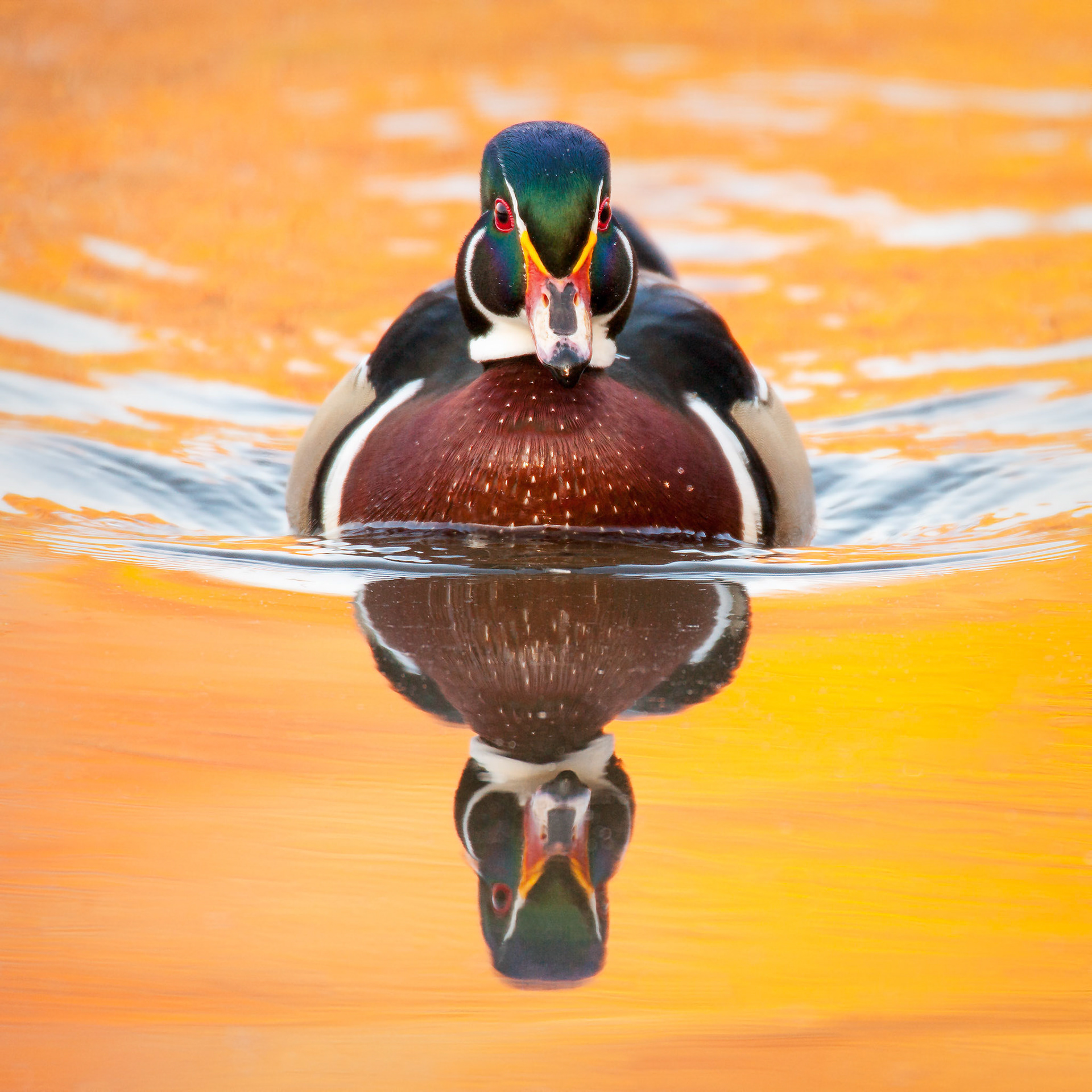 North American wood duck (Aix sponsa)