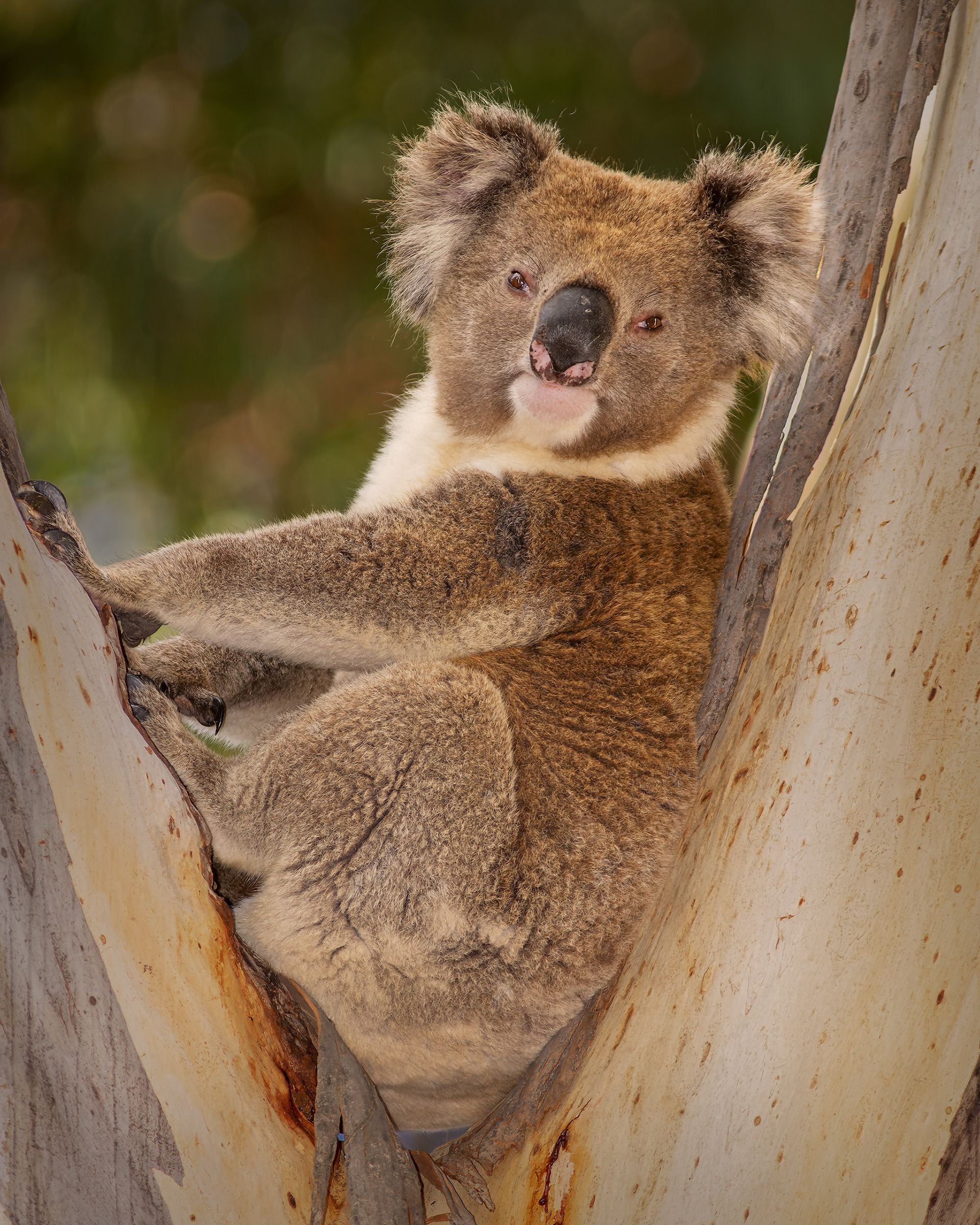 Awake, Koala, (Phascolarctos cinereus). Victoria, Australia
