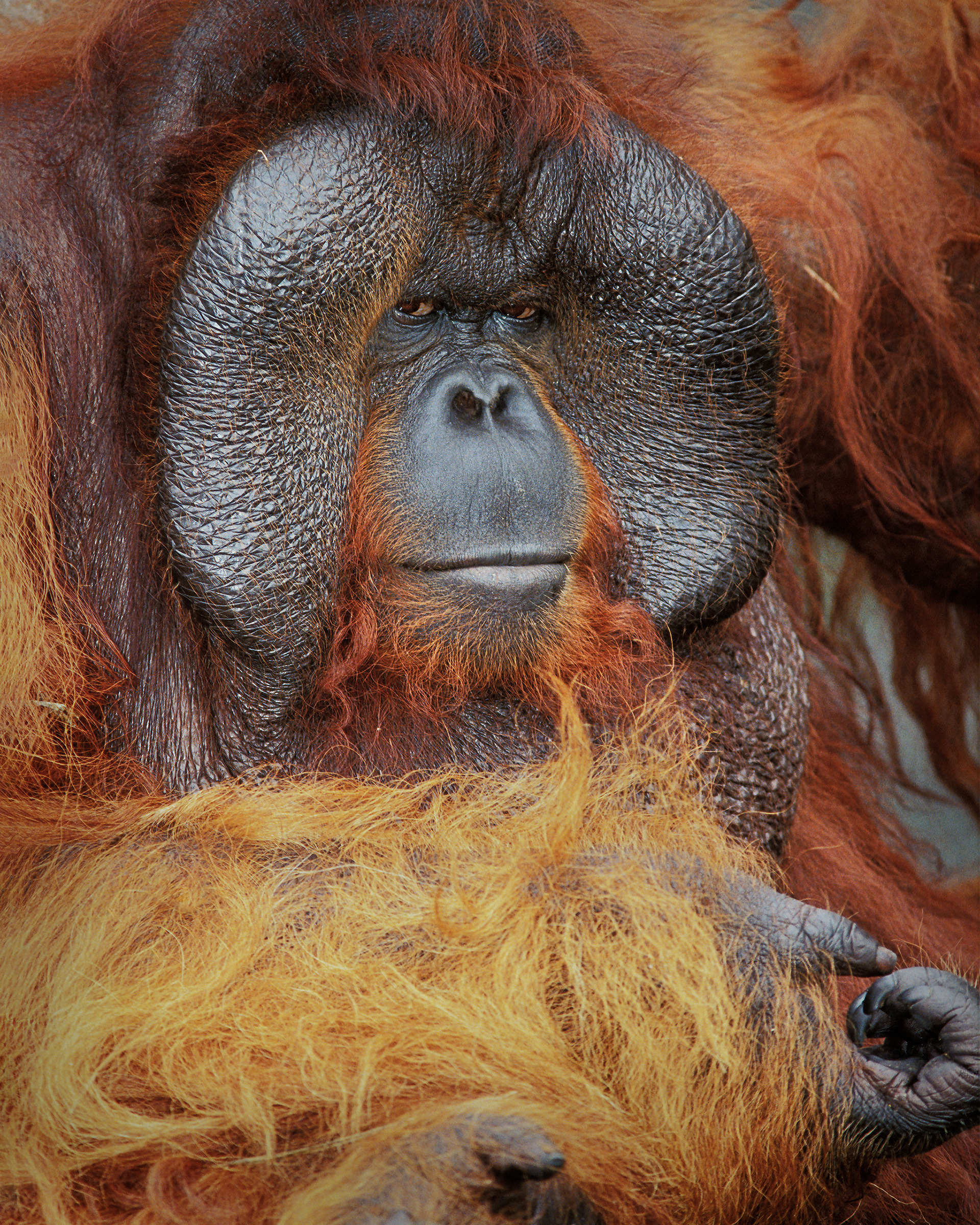 Jungle Boss, Orangutan, Male (Pongo), Borneo, Malaysia
