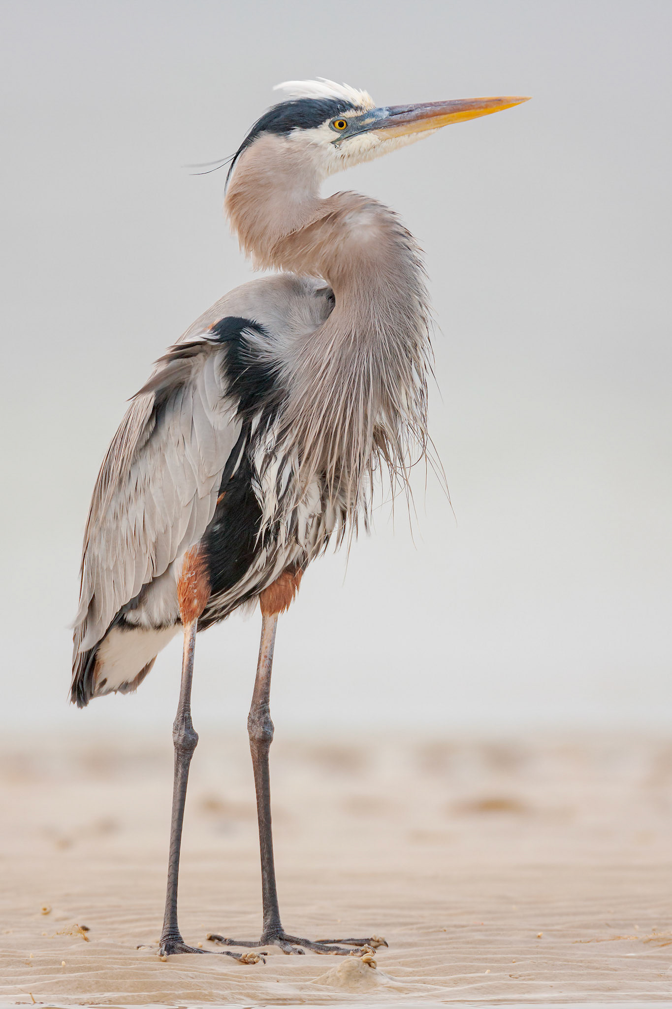 Great blue heron (Ardea herodias)
