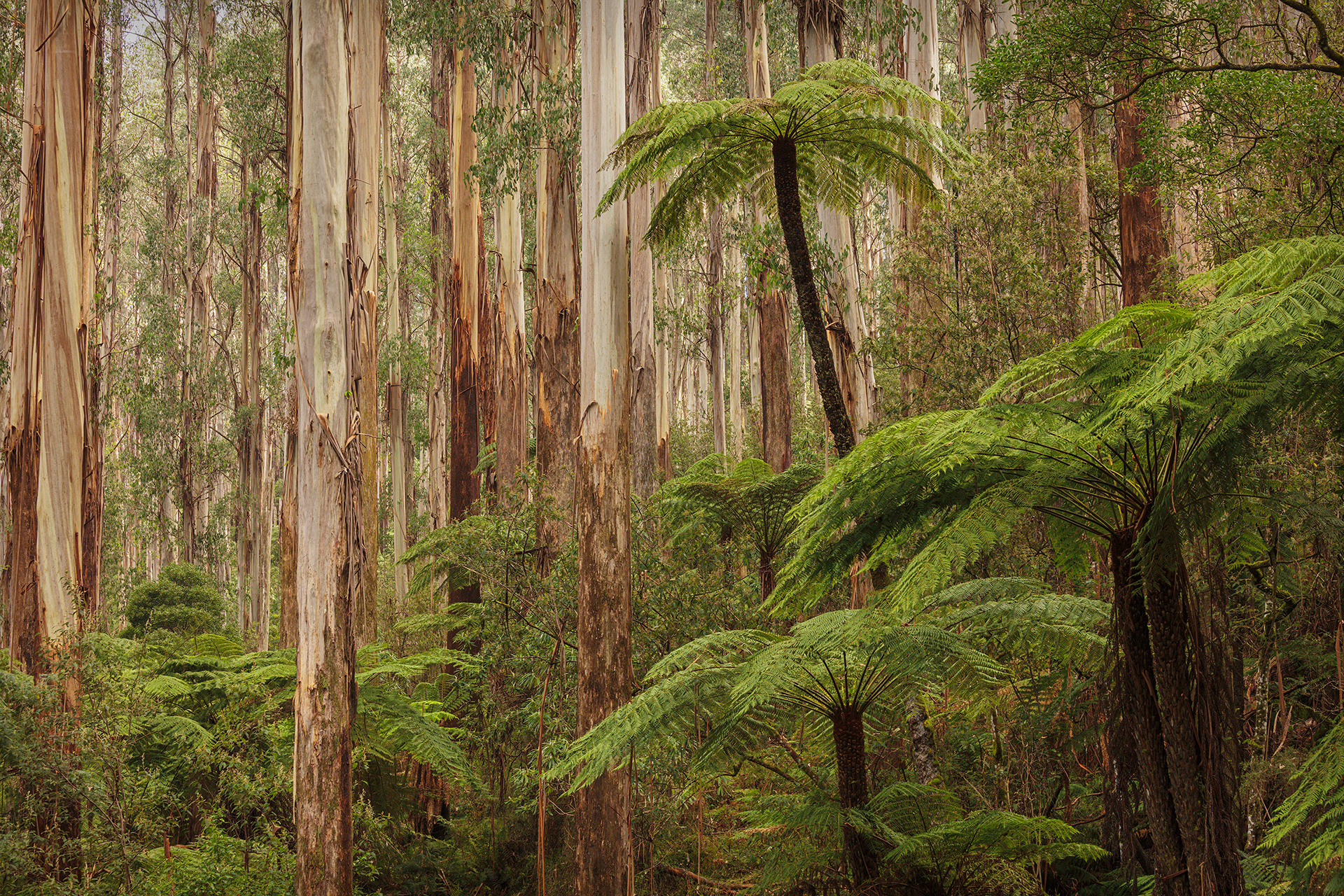 Prehistoric, Mountain Ash (Eucalyptus regnans) and Tree Ferns, Victoria, Australia