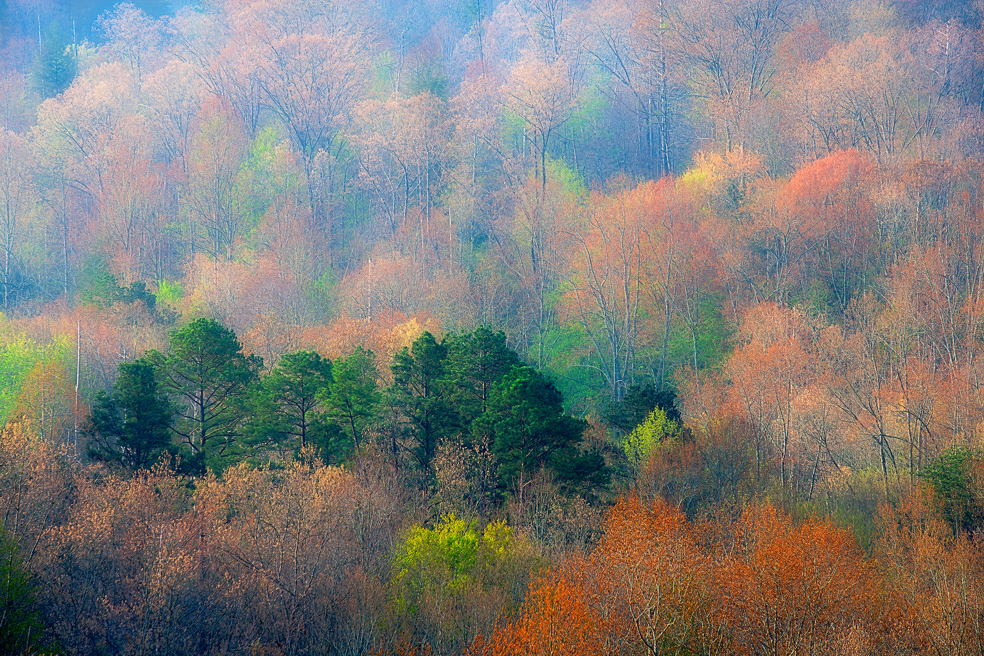Frostbitten Forest, Tennessee, USA