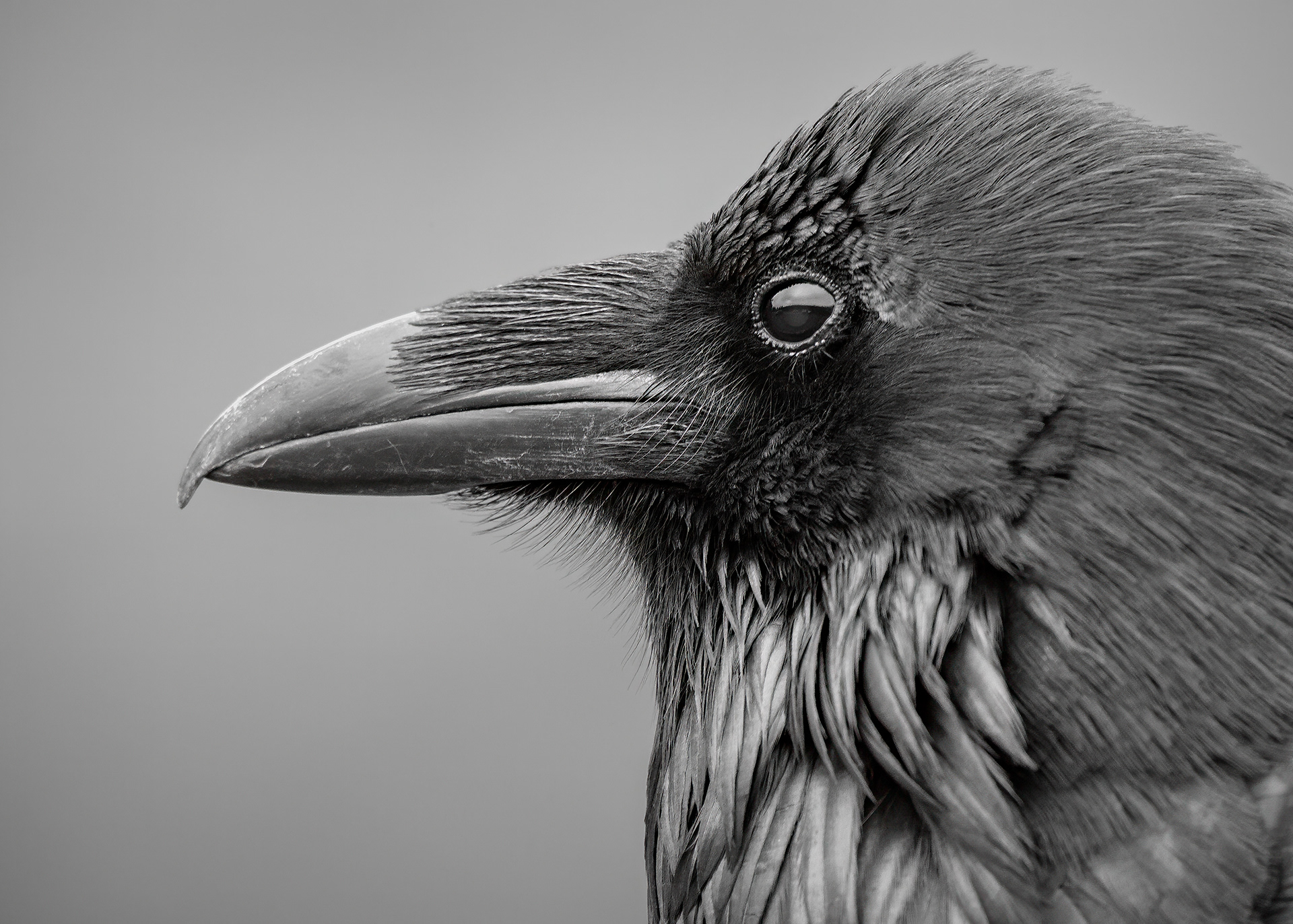 Detailed, Northern raven (Corvus corax)
