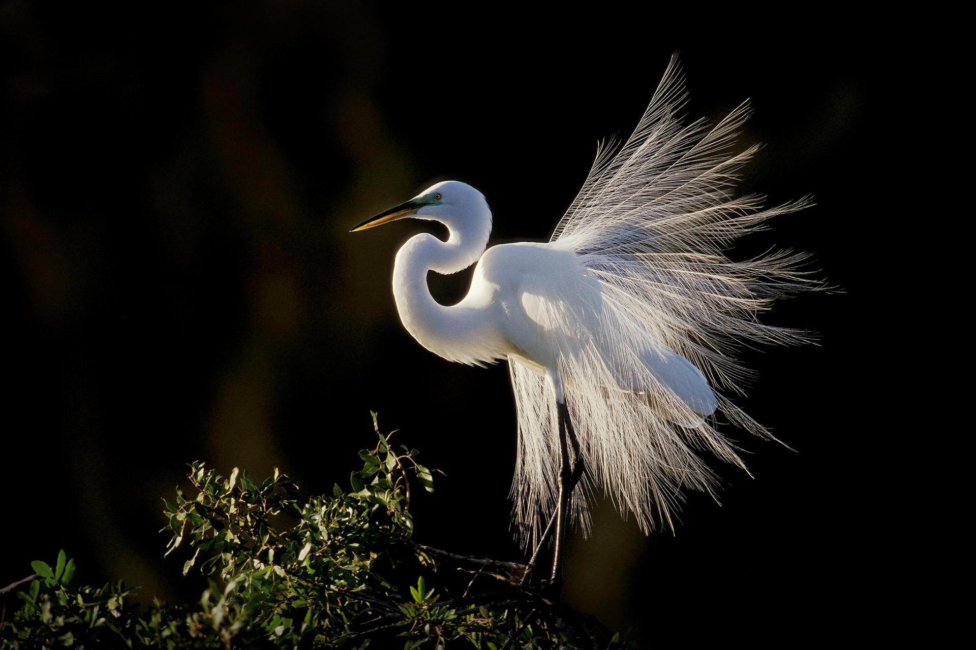 Snowy egret (Egretta thula)