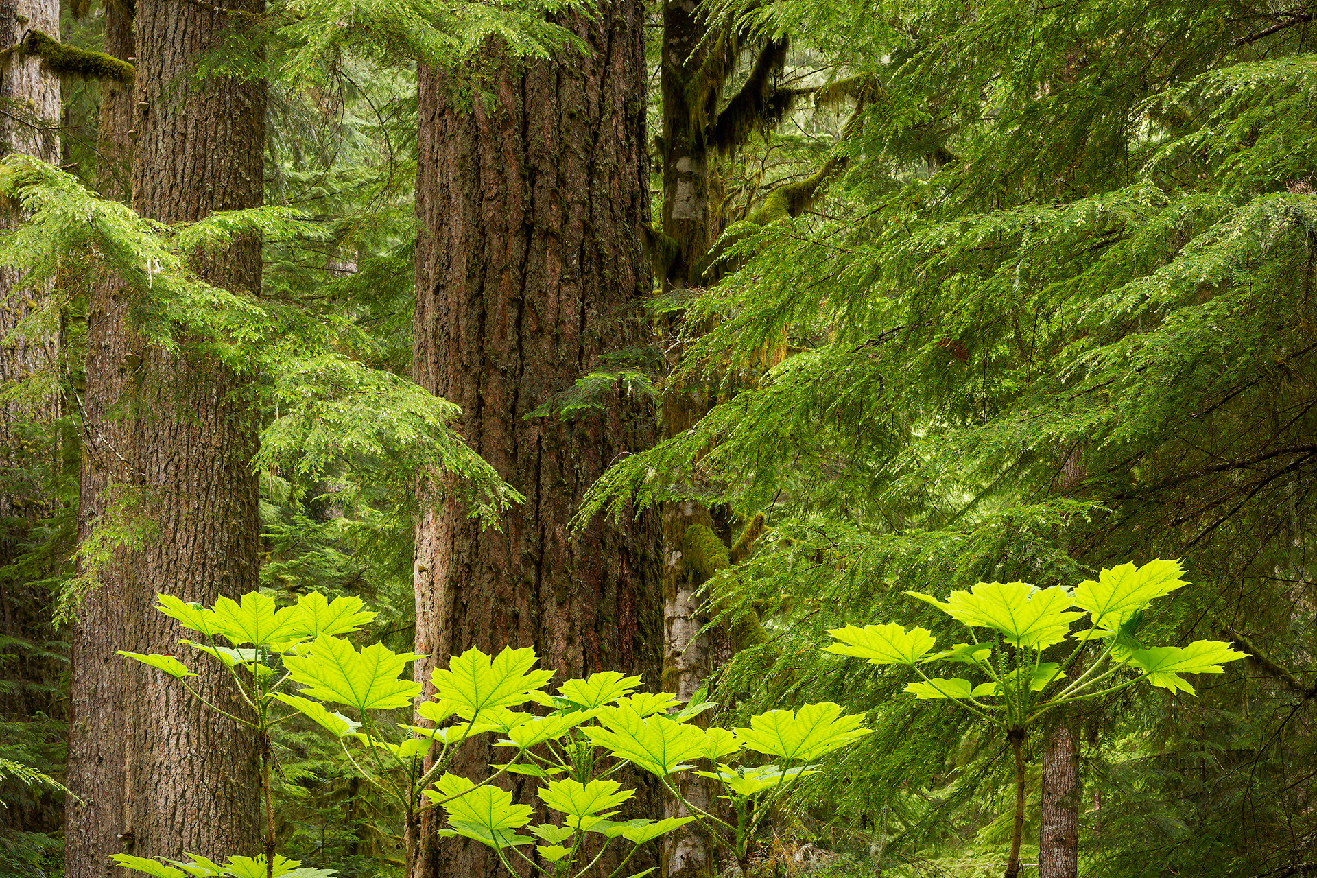 Reaching for Light, Devil's Club (Oplopanax horridus) and Old Growth, Washington, USA