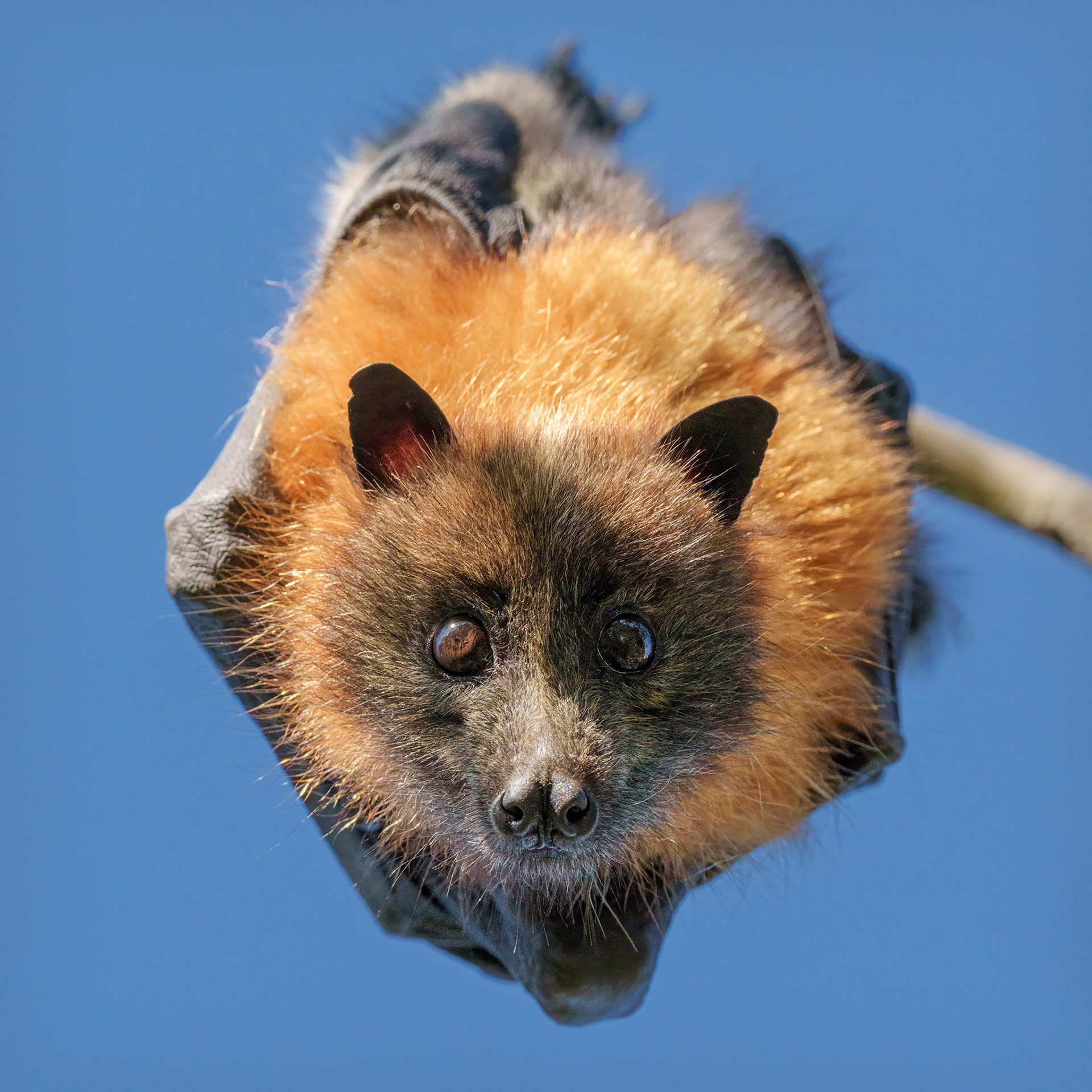 Grey-headed flying fox (Pteropus poliocephalus)
