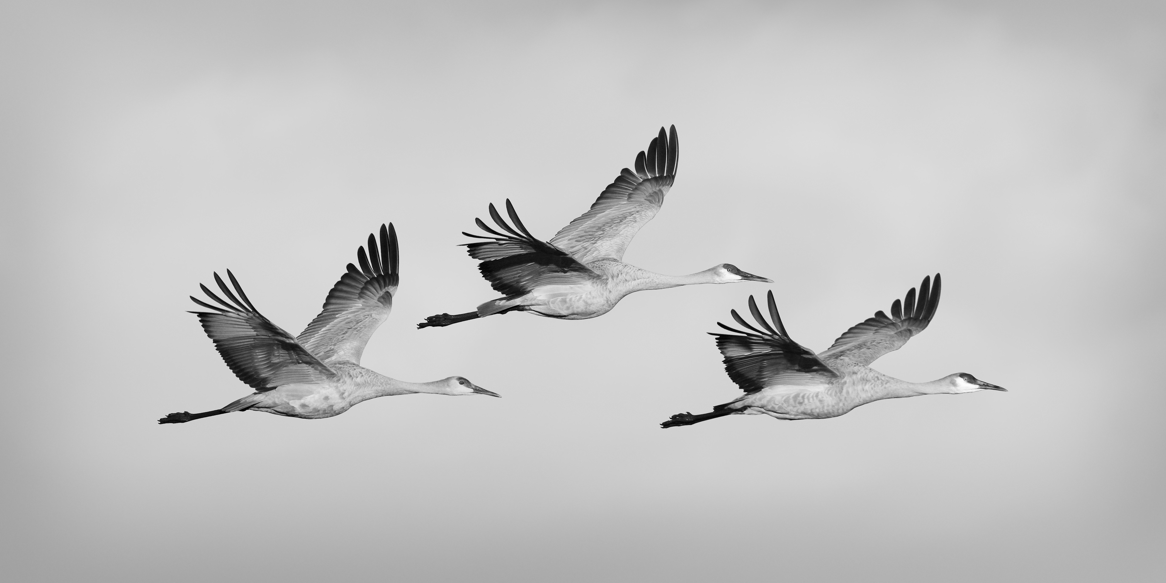 Family in Flight, Sandhill Cranes (Antigone canadensis), New Mexico, USA