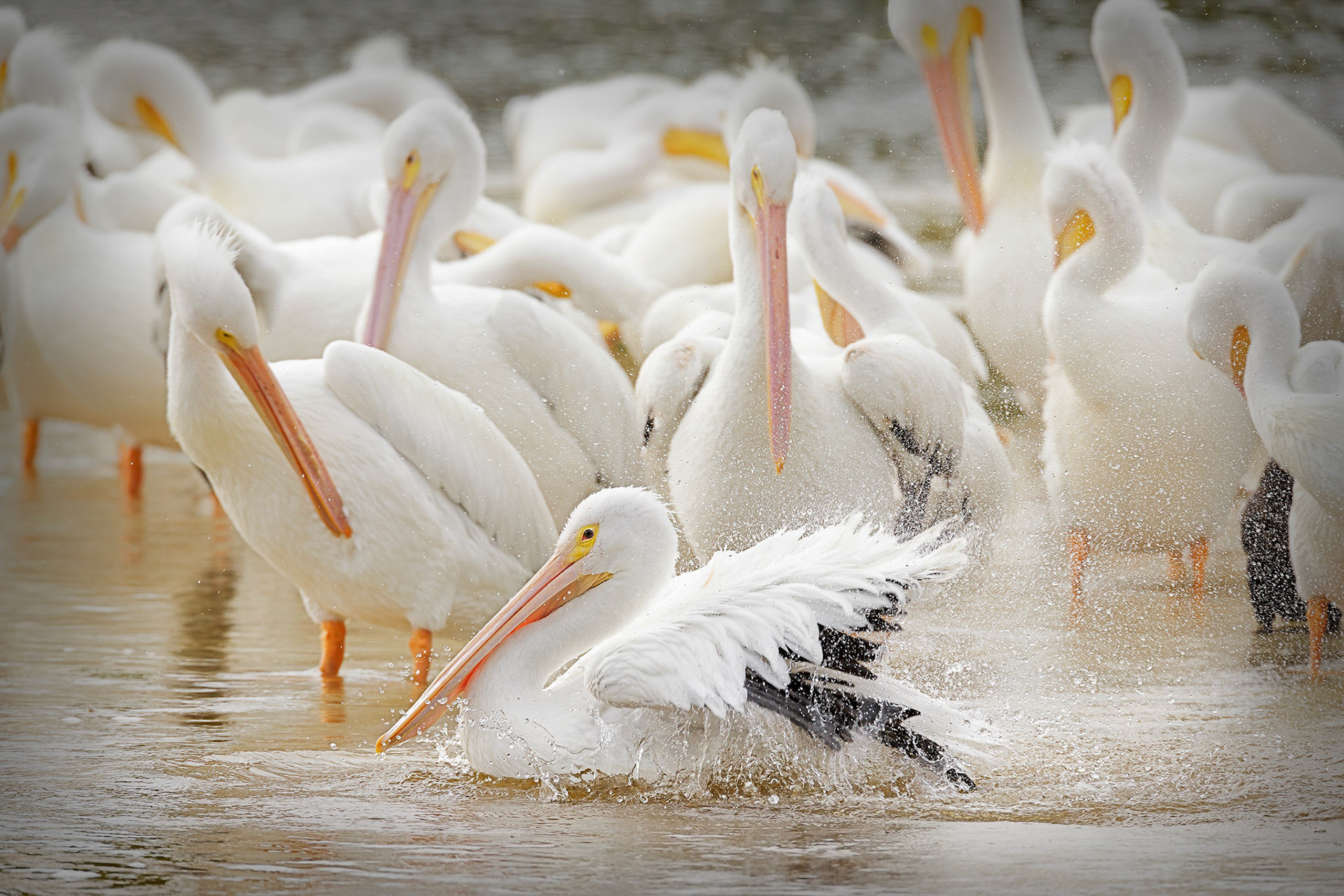 American white pelicans (Pelecanus erythrorhynchos)