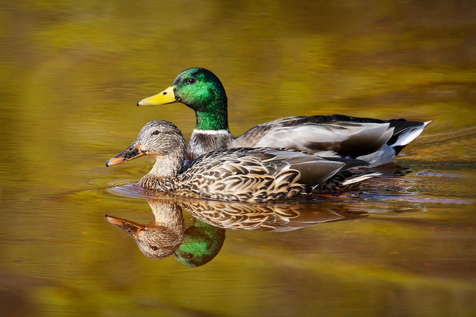 Mallard duck (Anas platyrhynchos)