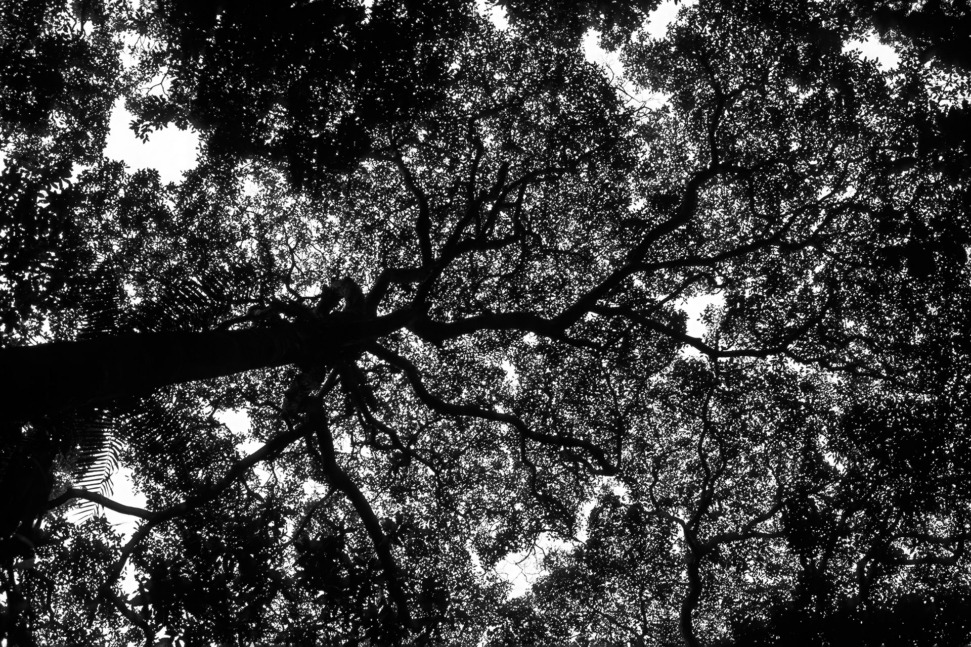 Black Lace, Rainforest Canopy Dipterocarps, Sarawak, Malaysia (Film)