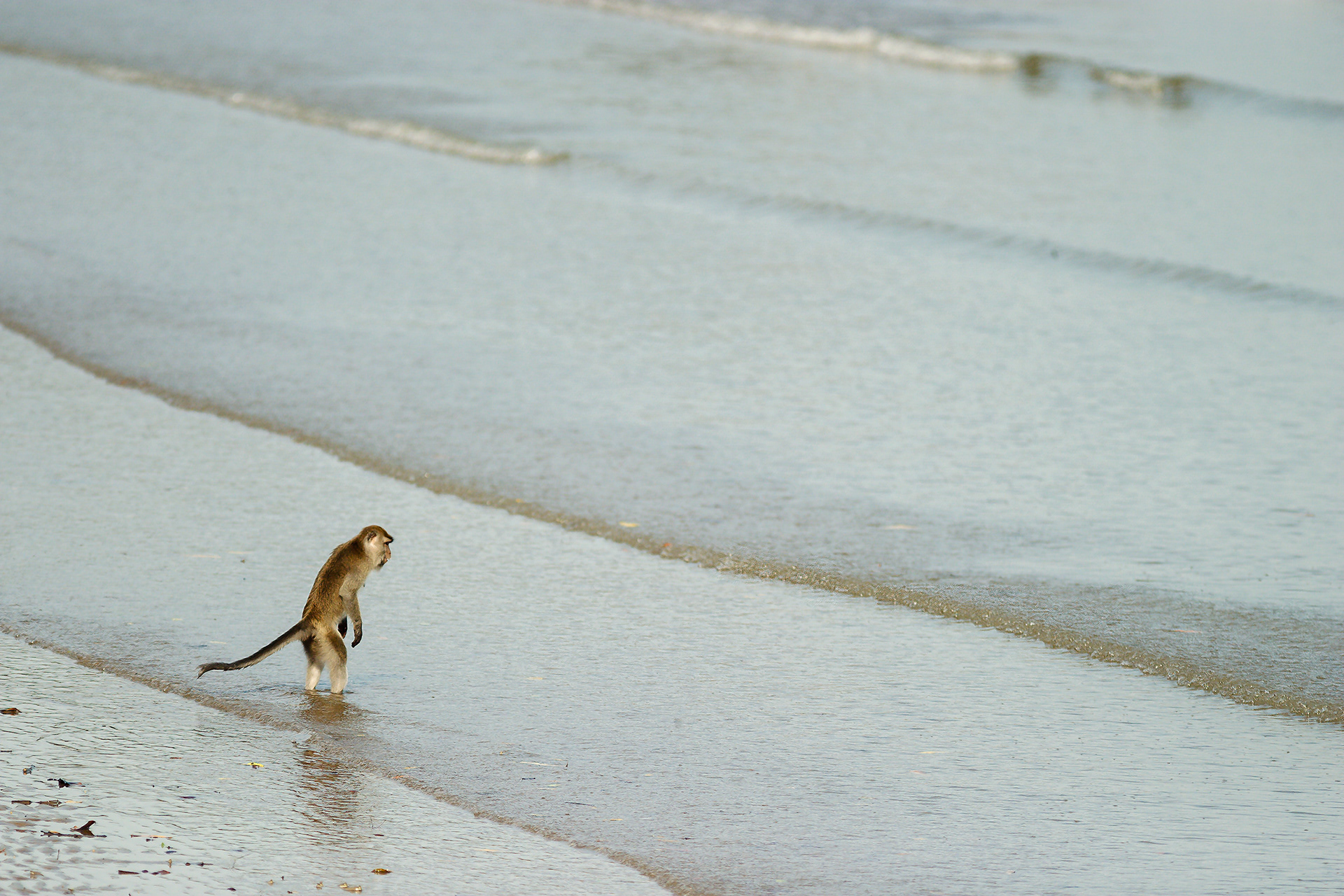 Watching a Crab – Crab-Eating Macaque (Macaca fascicularis)