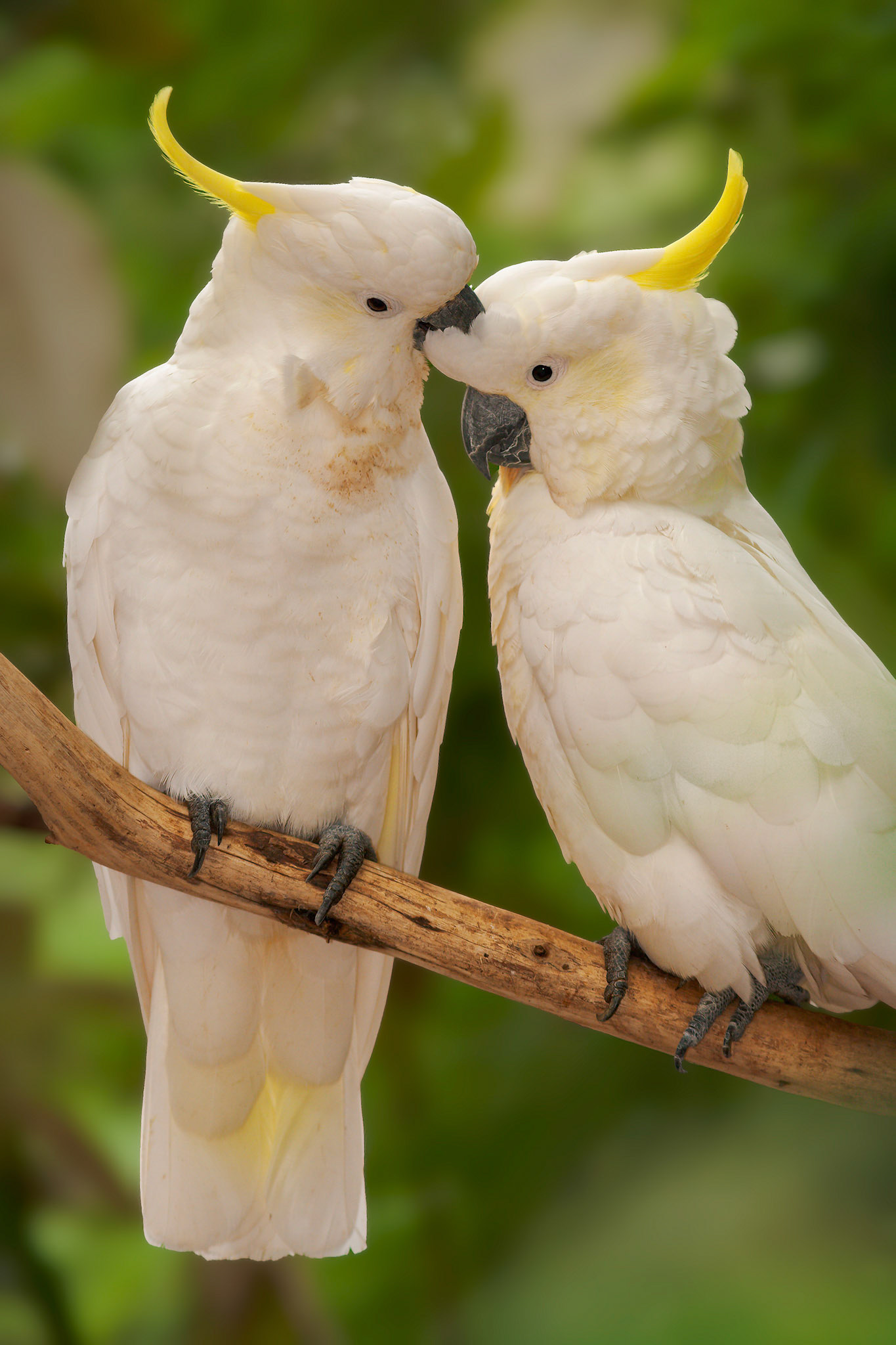 Sulphur-crested cockatoo (Cacatua galerita)