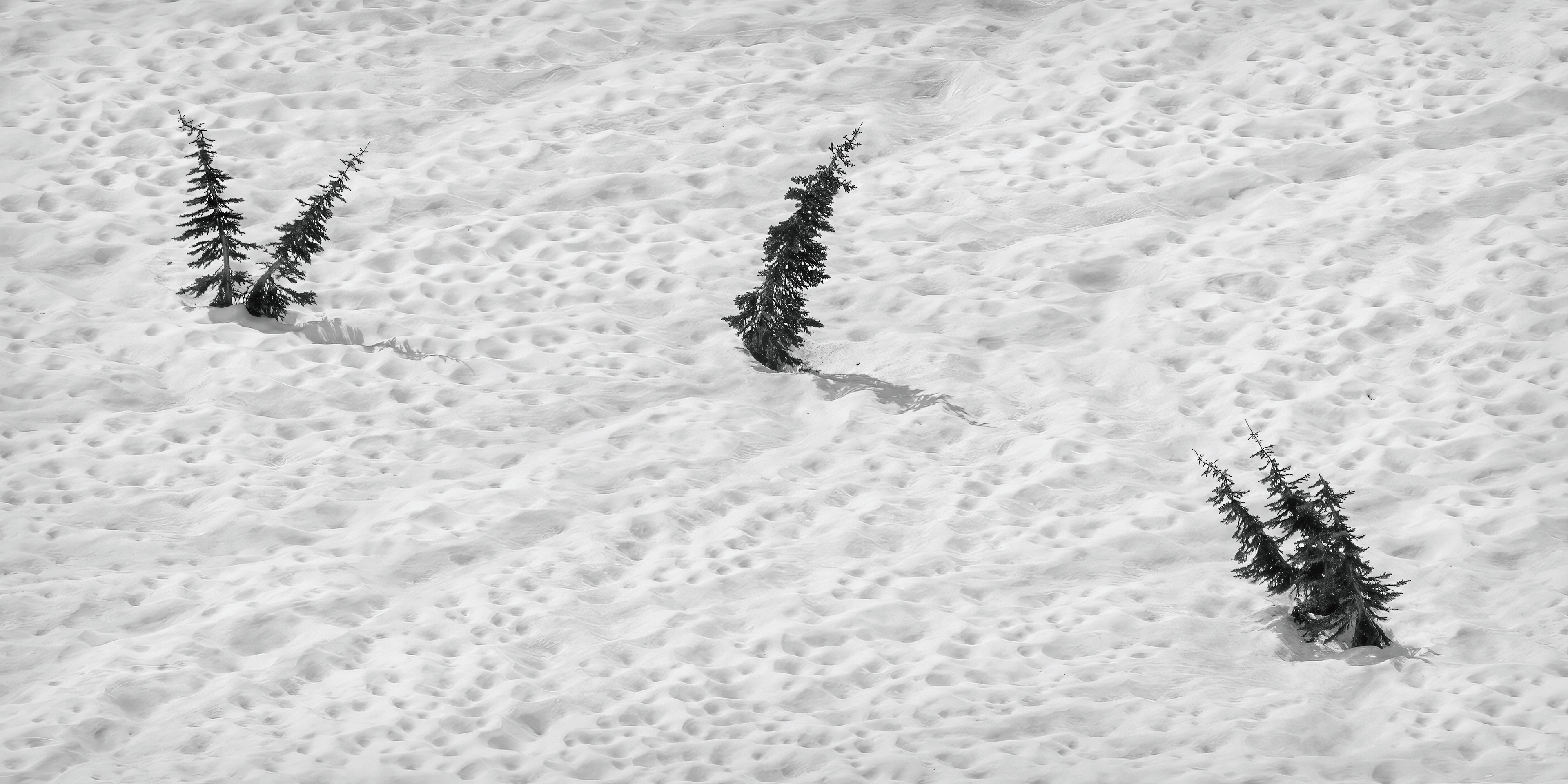 Subalpine Firs (Abies-lasiocarpa) in Snowfield, Washington, USA