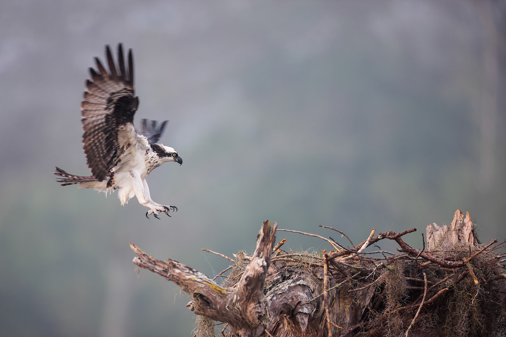Osprey (Pandion haliaetus)