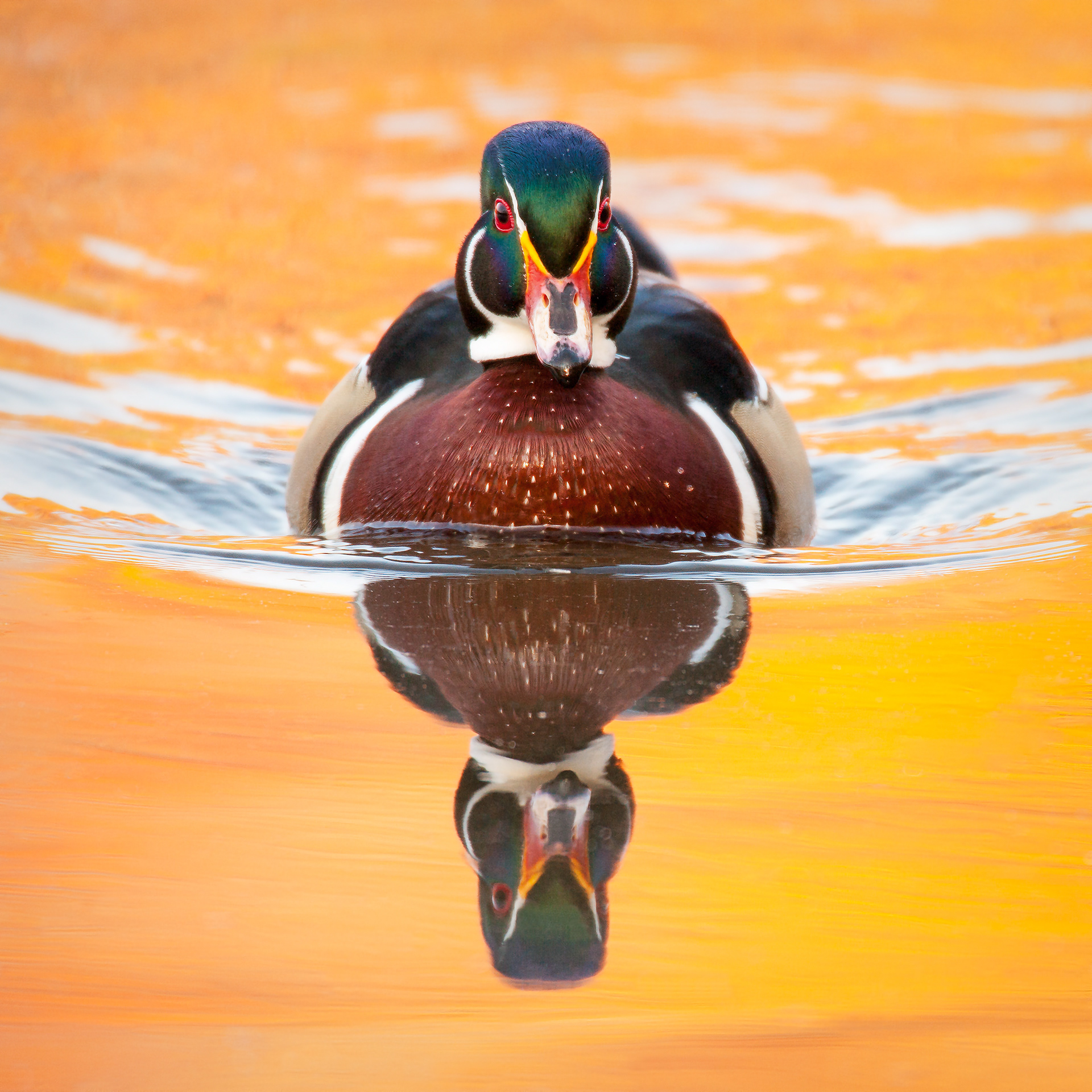 Autumn, North American Wood Duck (Aix sponsa), Ohio, USA