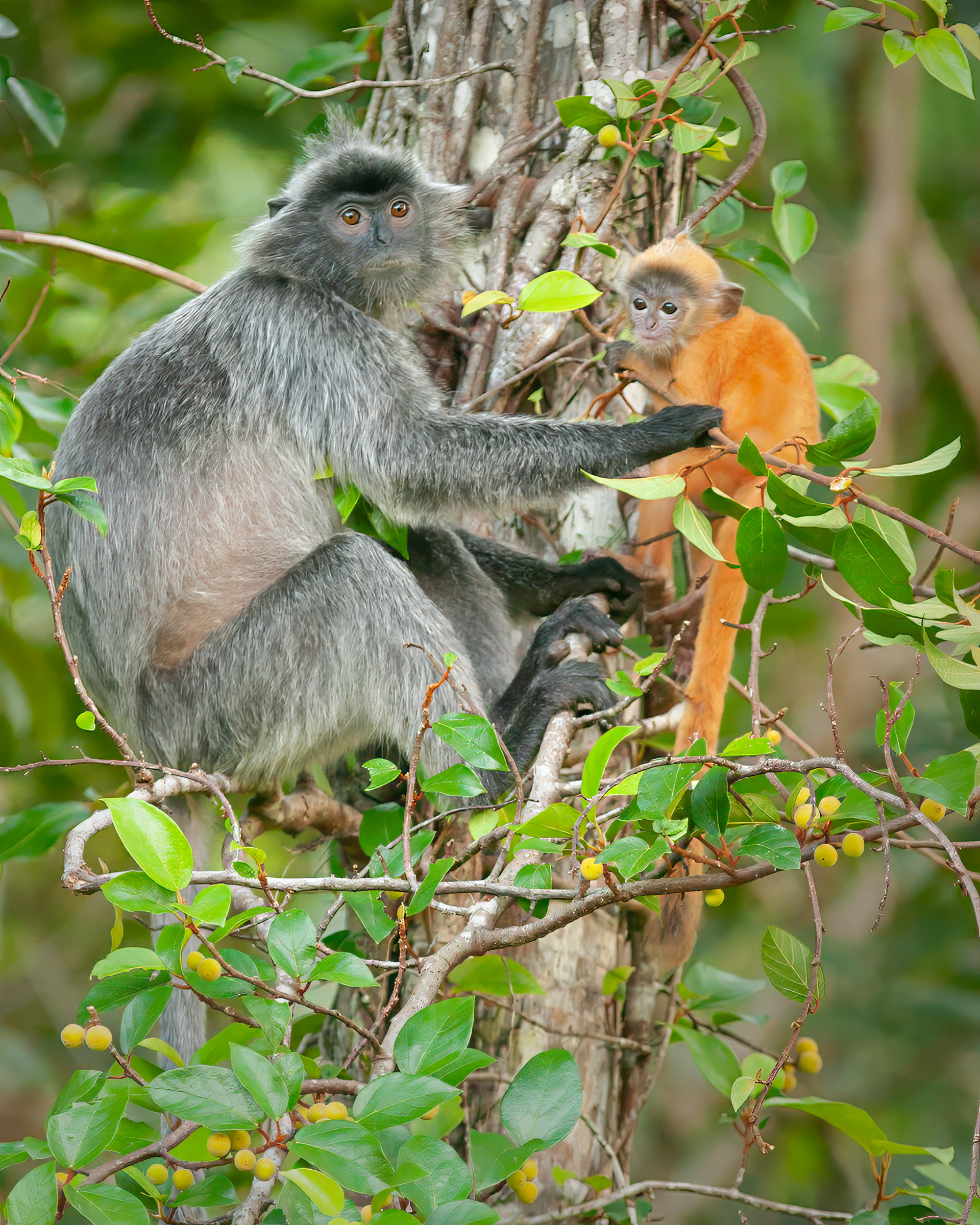 Mom and Baby, Silvered Leaf Monkey (Trachypithecus cristatus), Borneo, Malaysia