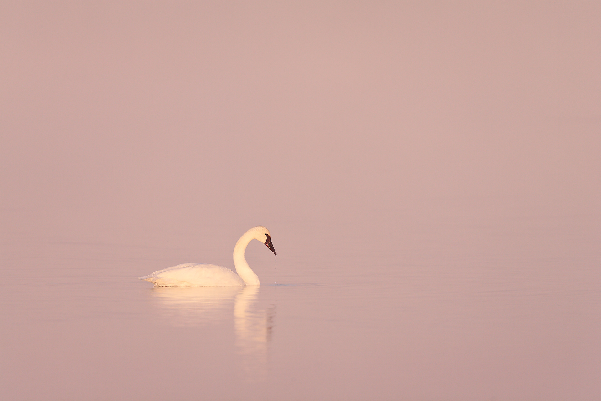 Sunrise Fog, Trumptter Swan (Cygnus buccinator), Wyoming, USA