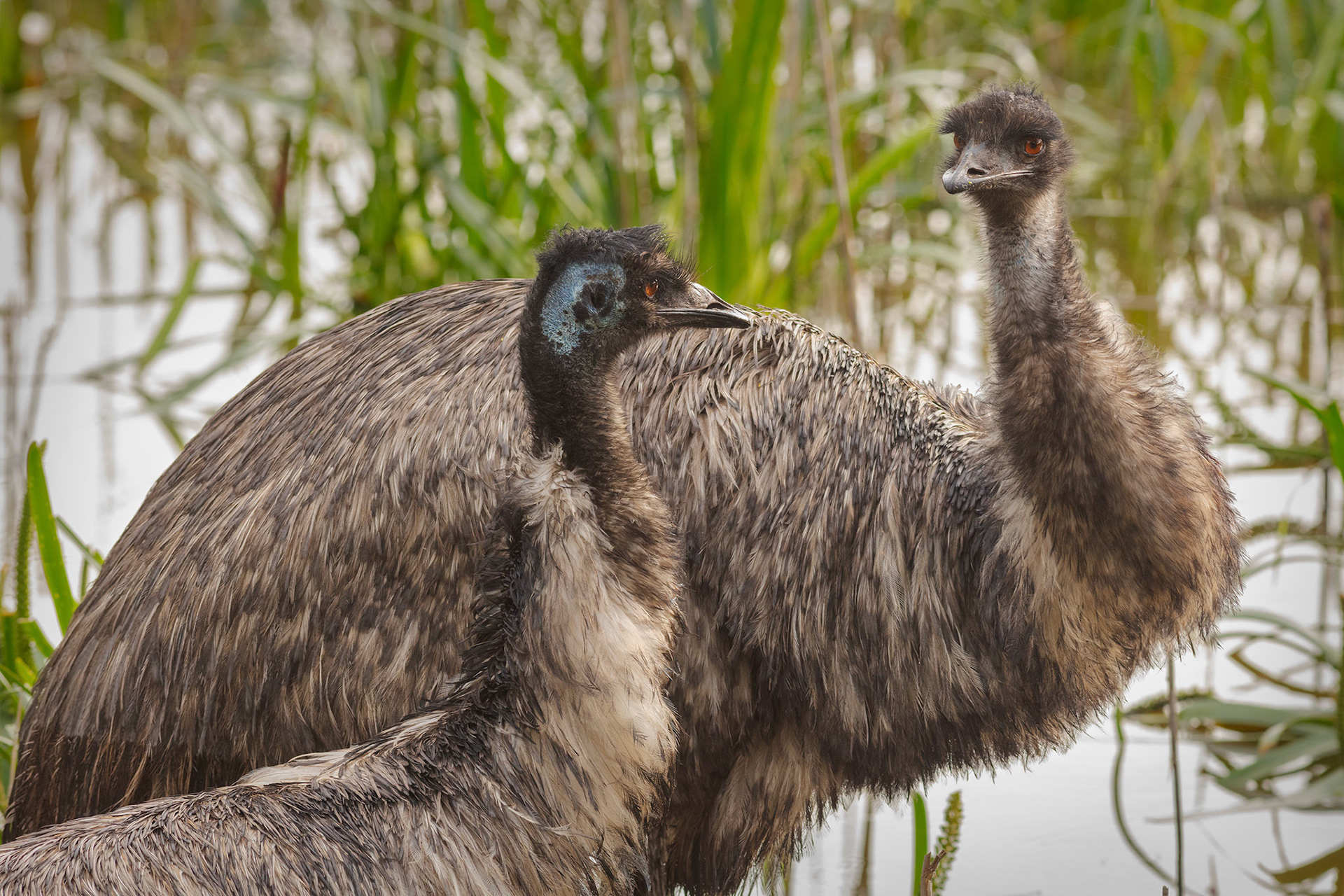 Emu (Dromaius novaehollandiae)