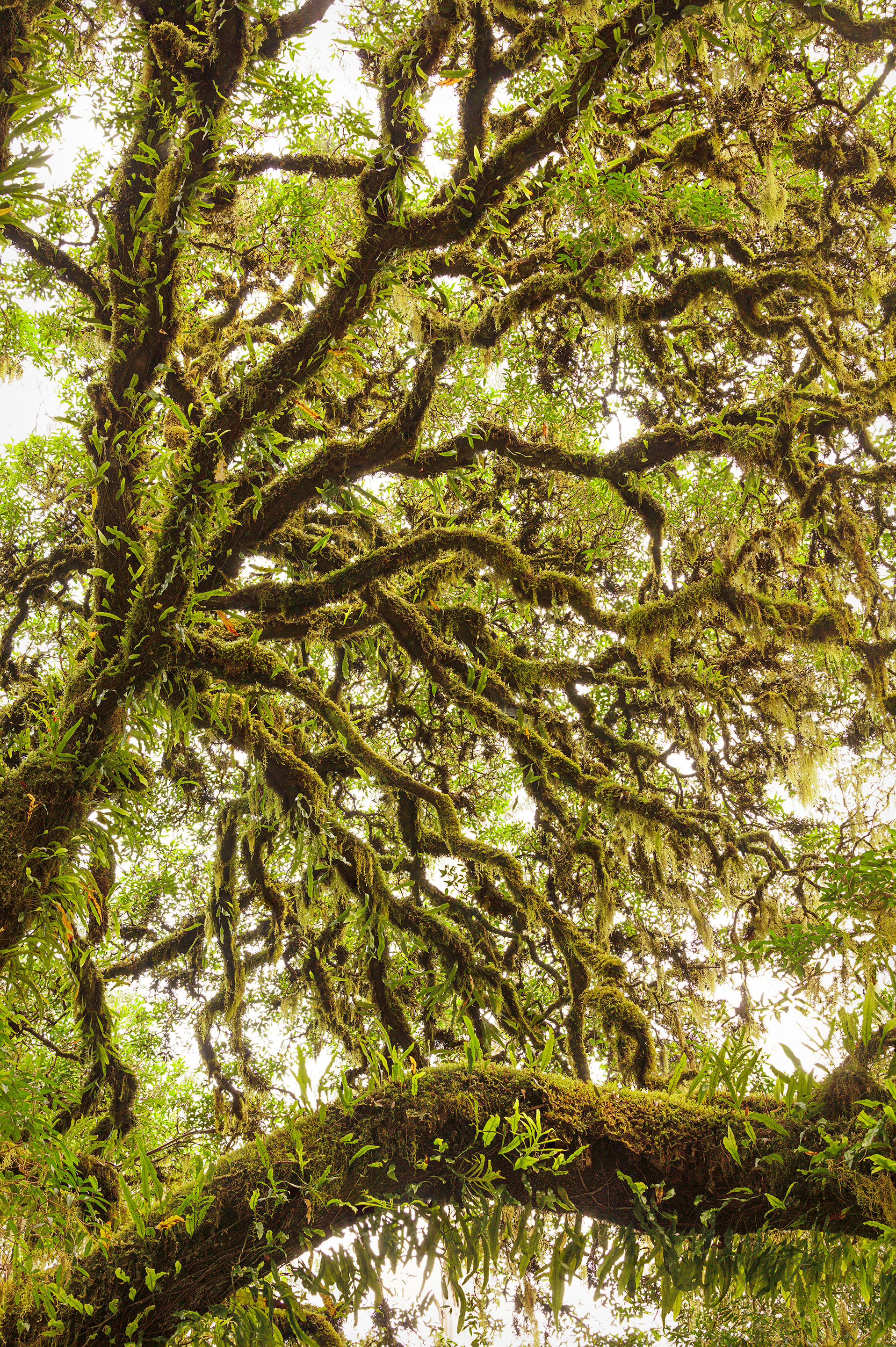 Eternity #1, Myrtle Beech (Nothofagus cunninghamii), Victoria, Australia