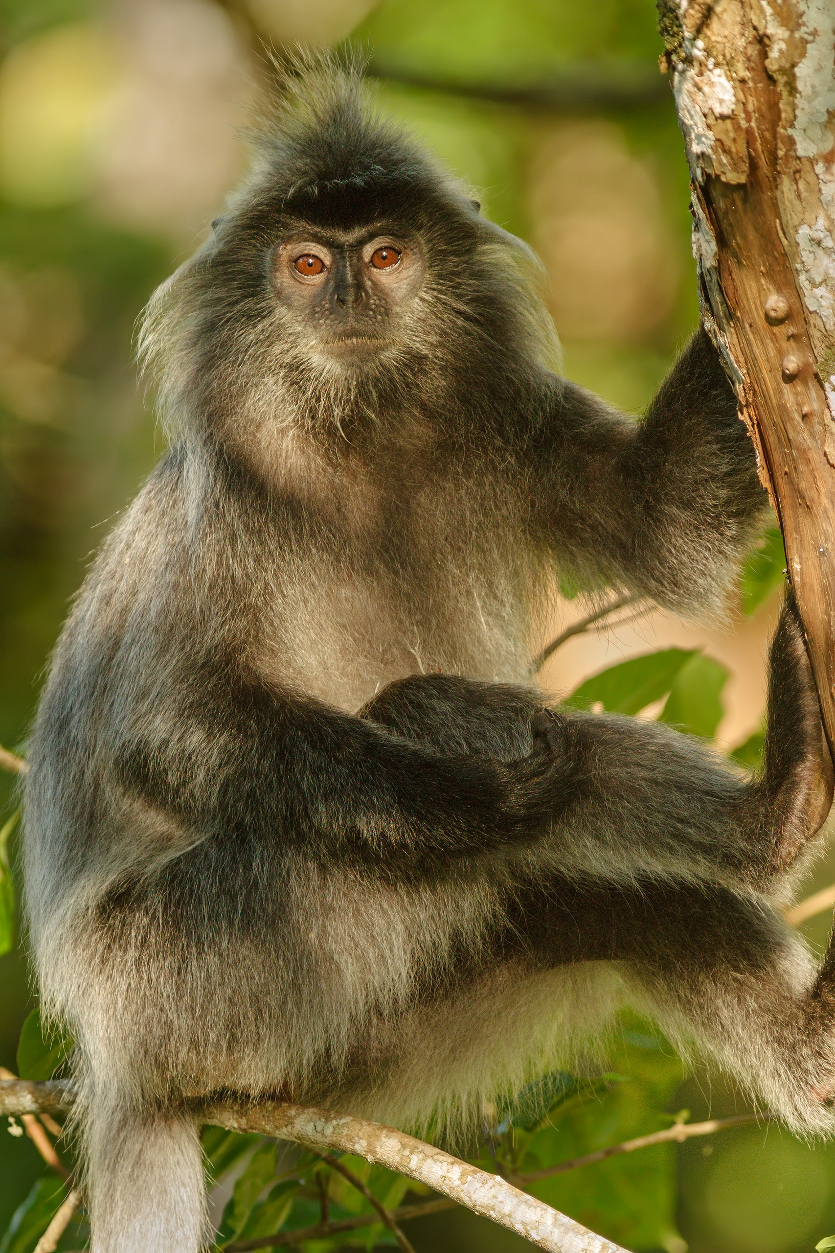 Dappled Light, Silvered Leaf Monkey, Male (Trachypithecus cristatus), Borneo, Malaysia