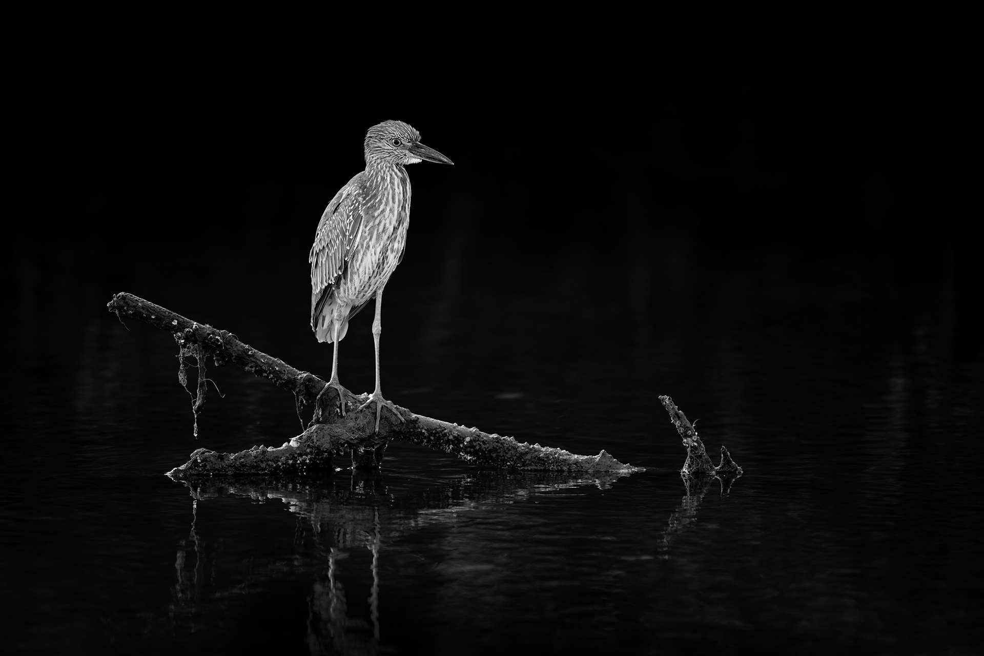 Yellow Crowned Night Heron, Juvenile, (Nyctanassa violacea), Florida, USA