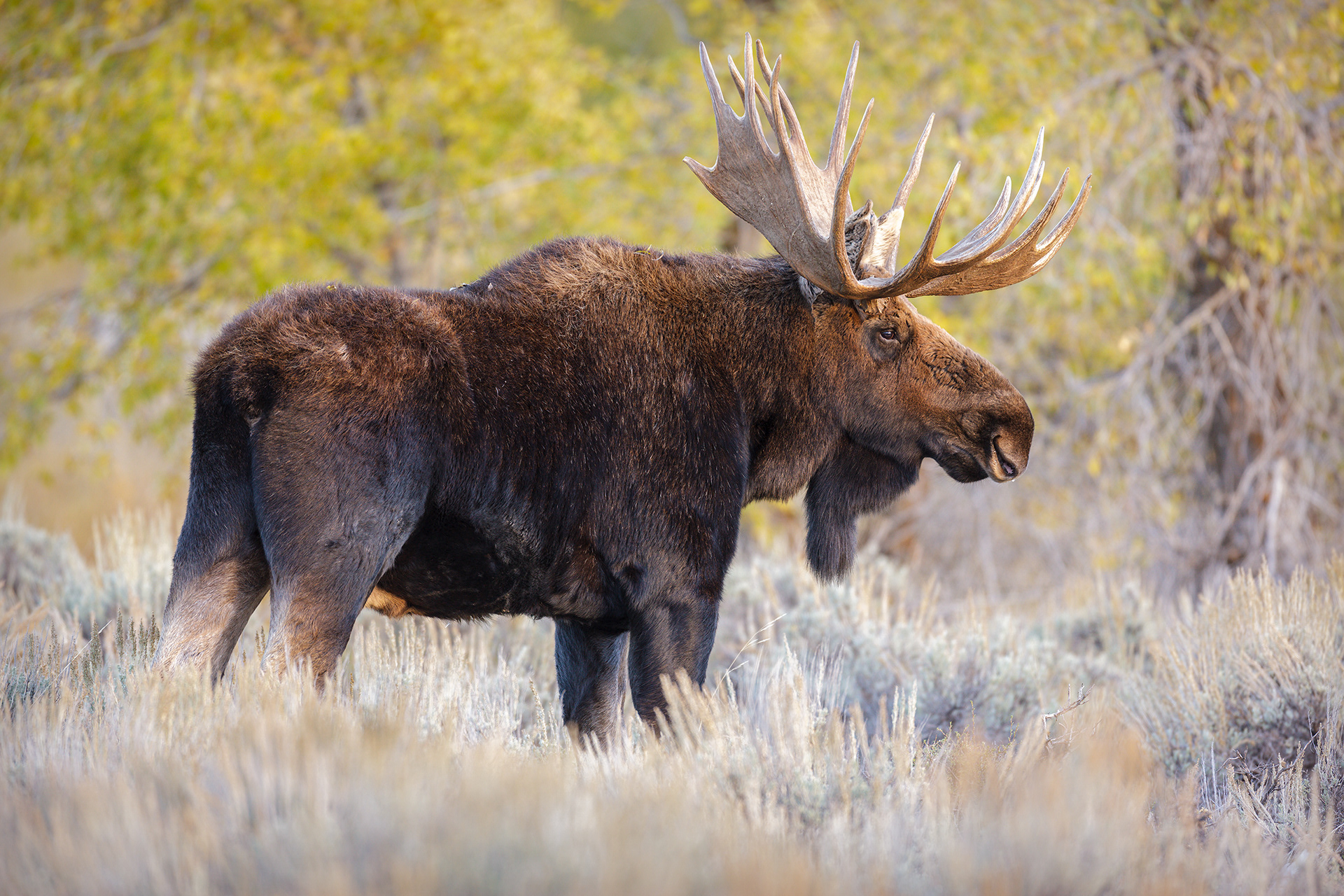 Forest King, North American Moose, Bull (Alces alces), Wyoming, USA