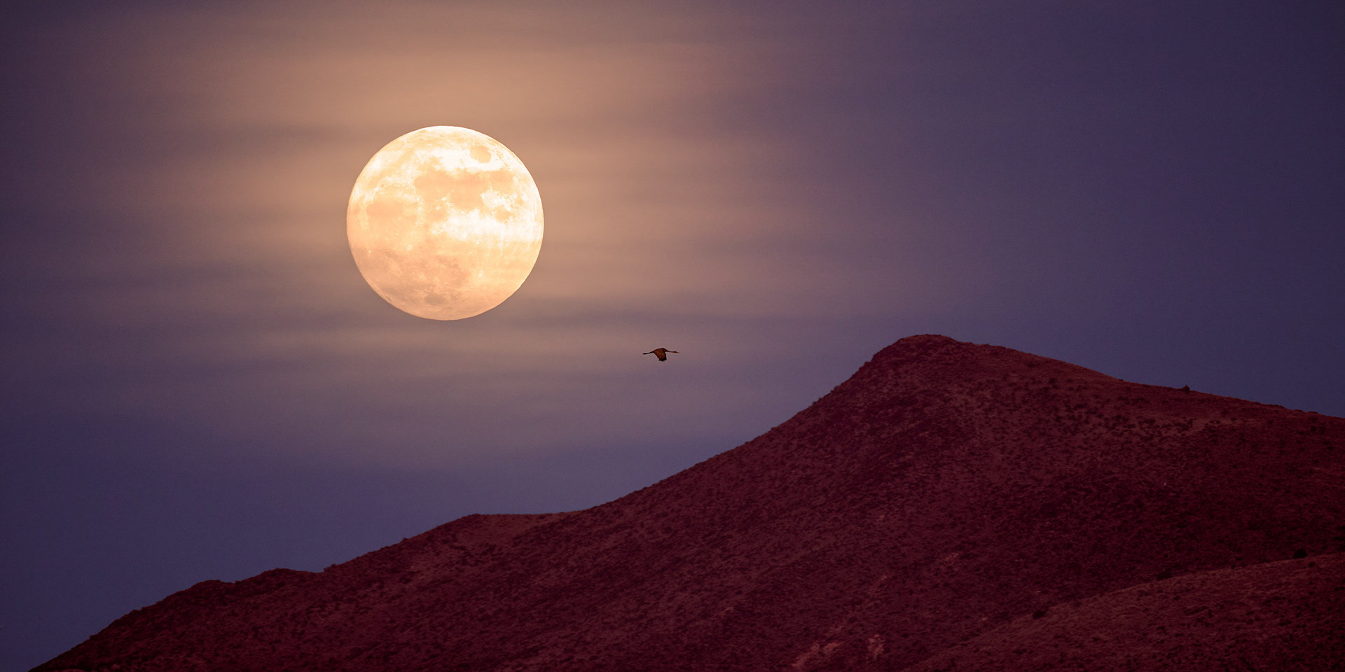 Sandhill crane (Antigone canadensis), Moonlight Flight
