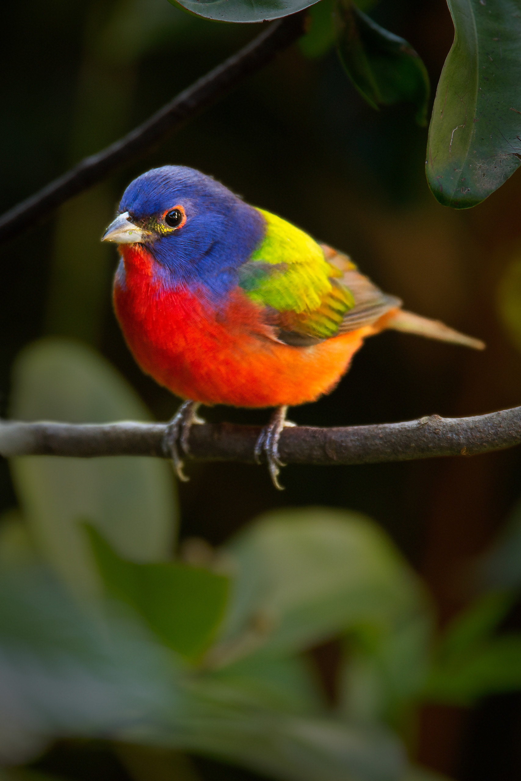 Colorful, Painted Bunting (Passerina ciris), Florida, USA