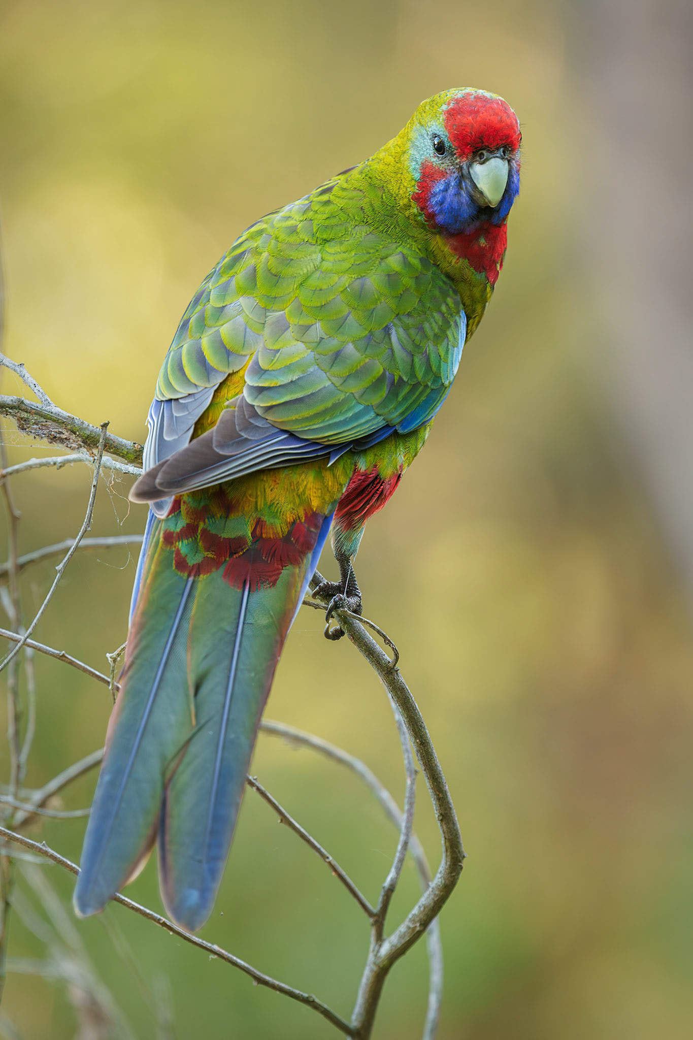 Crimson rosella (Platycercus elegans)