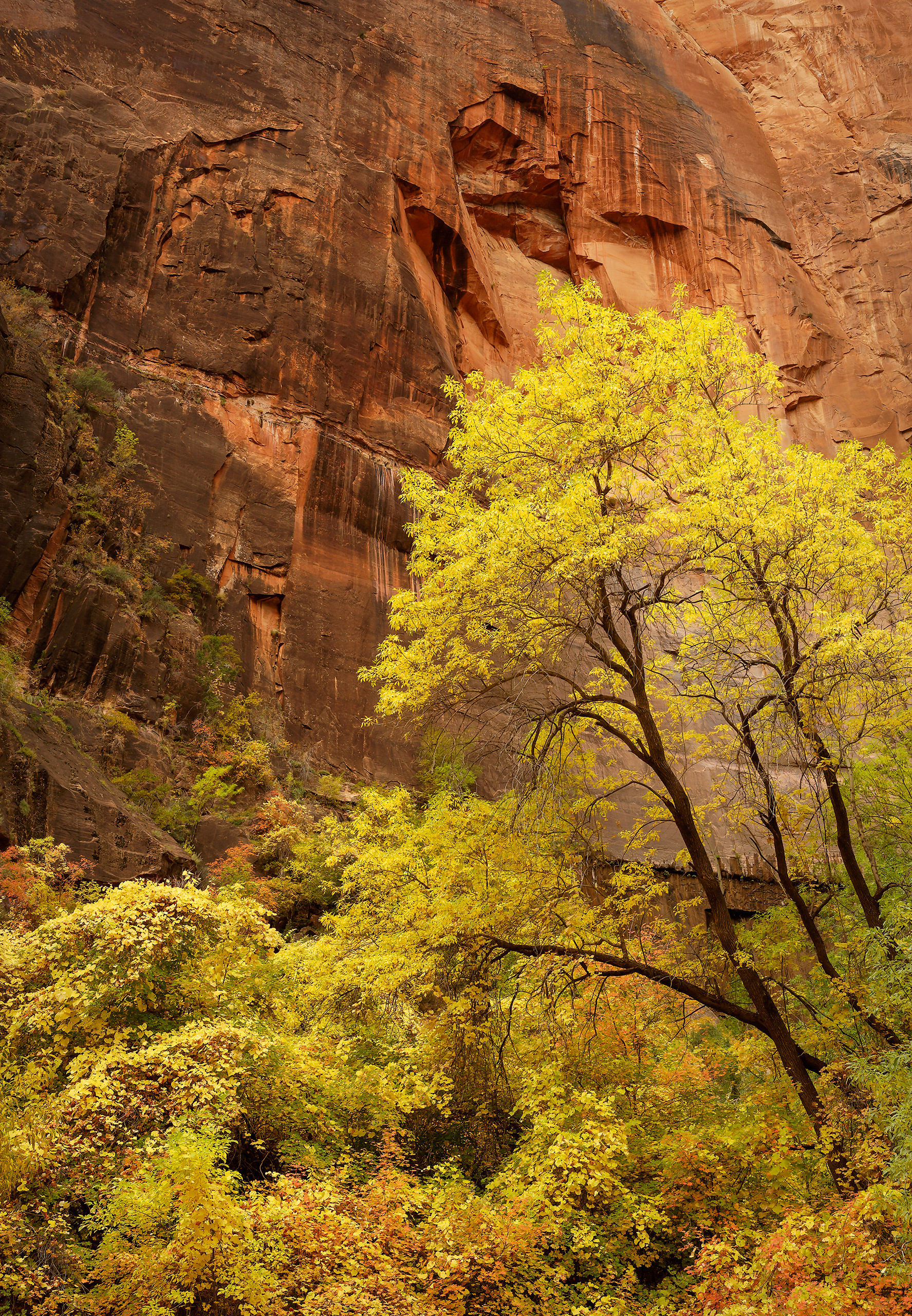 Yellow on Orange, Autumn Canyon, Utah, USA