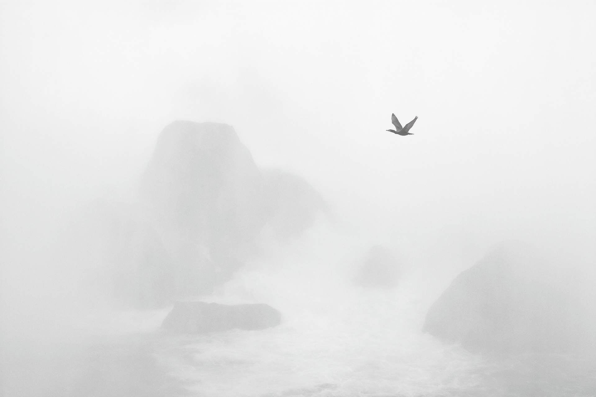Photograph of a double crested cormorant against a background of nearly opaque mist from Niagara Falls with shadows of rocks showing through.