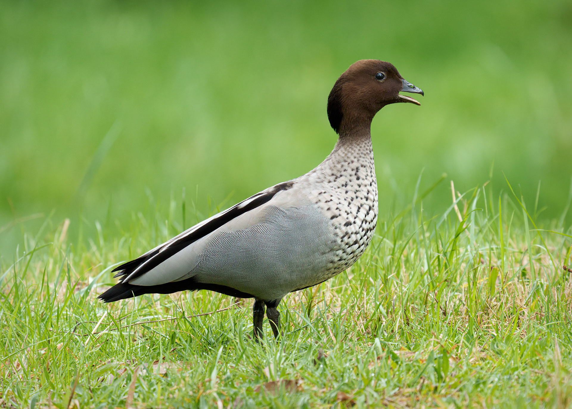 Australian wood duck (Chenonetta jubata), Male