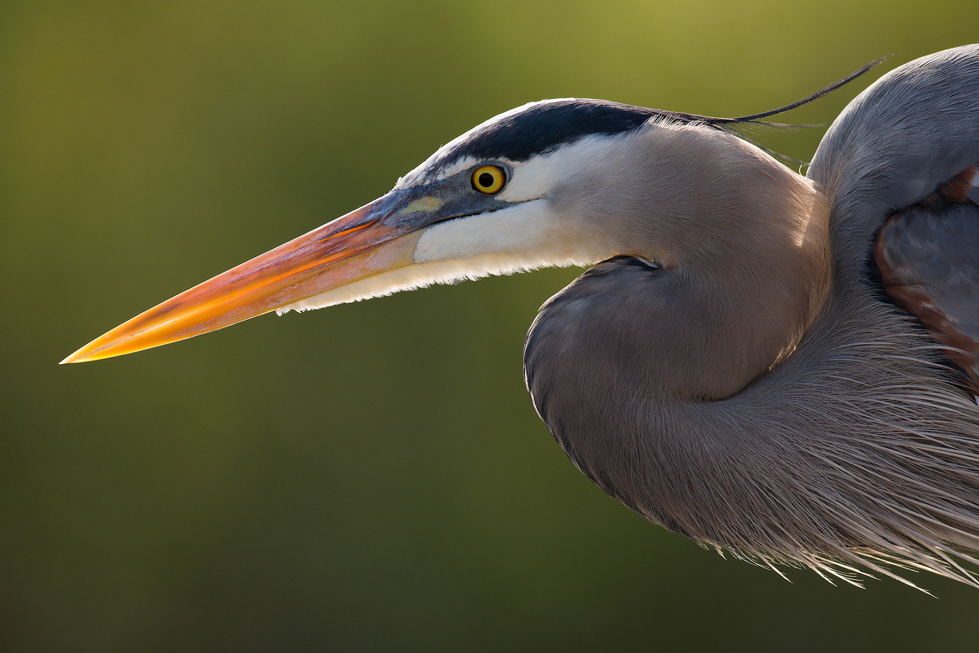 Great blue heron (Ardea herodias)