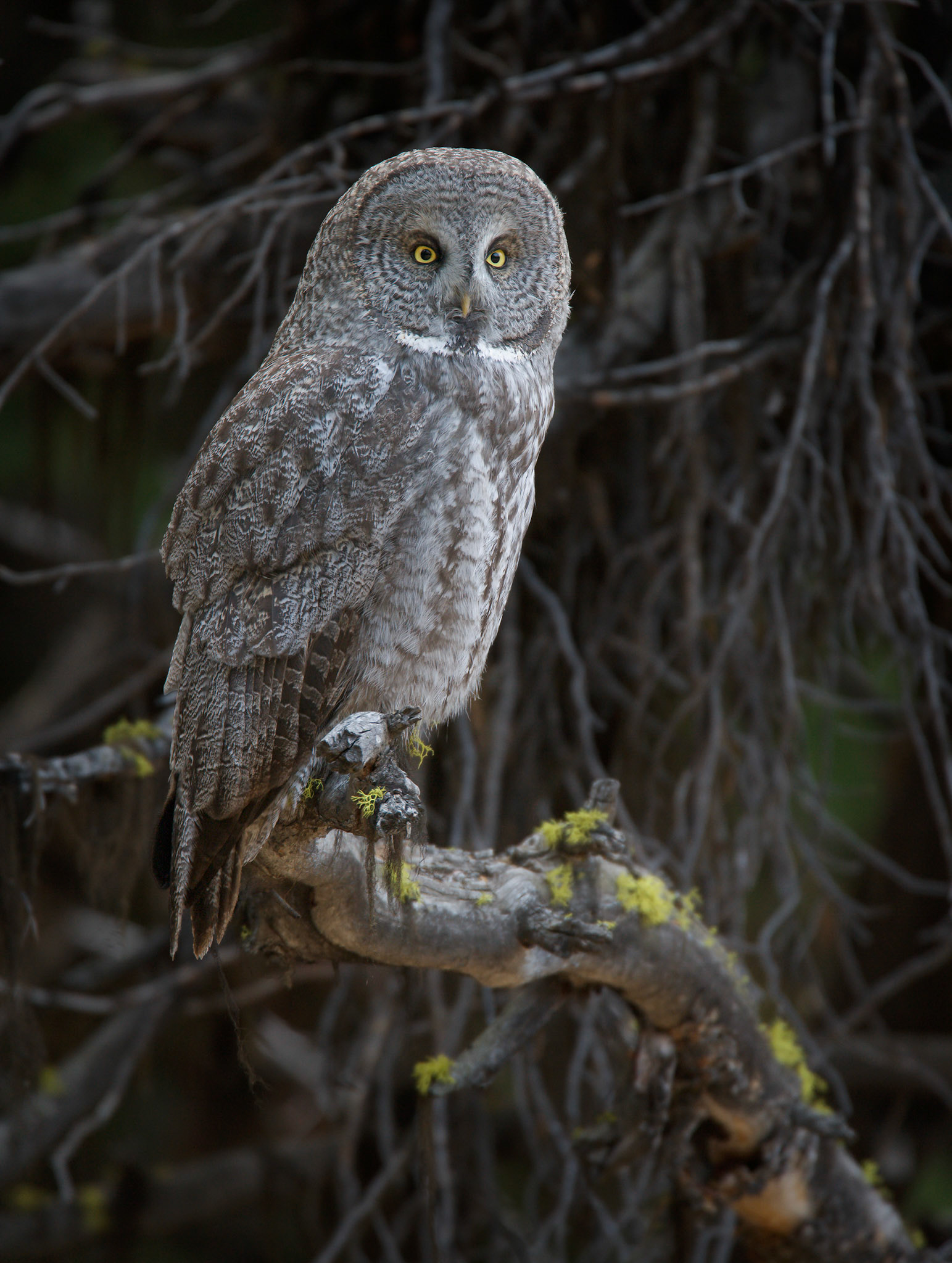 Great grey owl (Strix nebulosa)