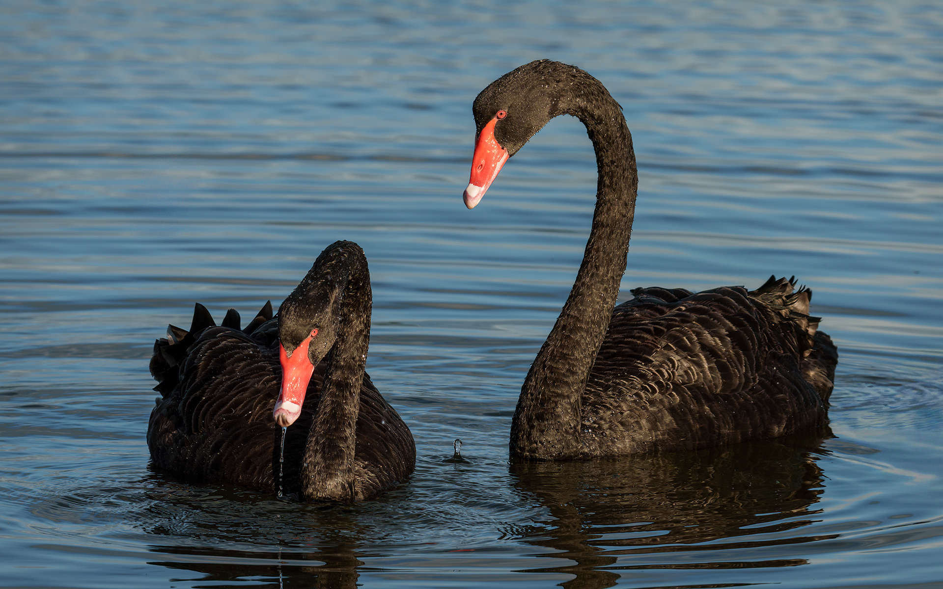 Brunch, Australian Black Swans (Cygnus atratus), Victoria, Australia