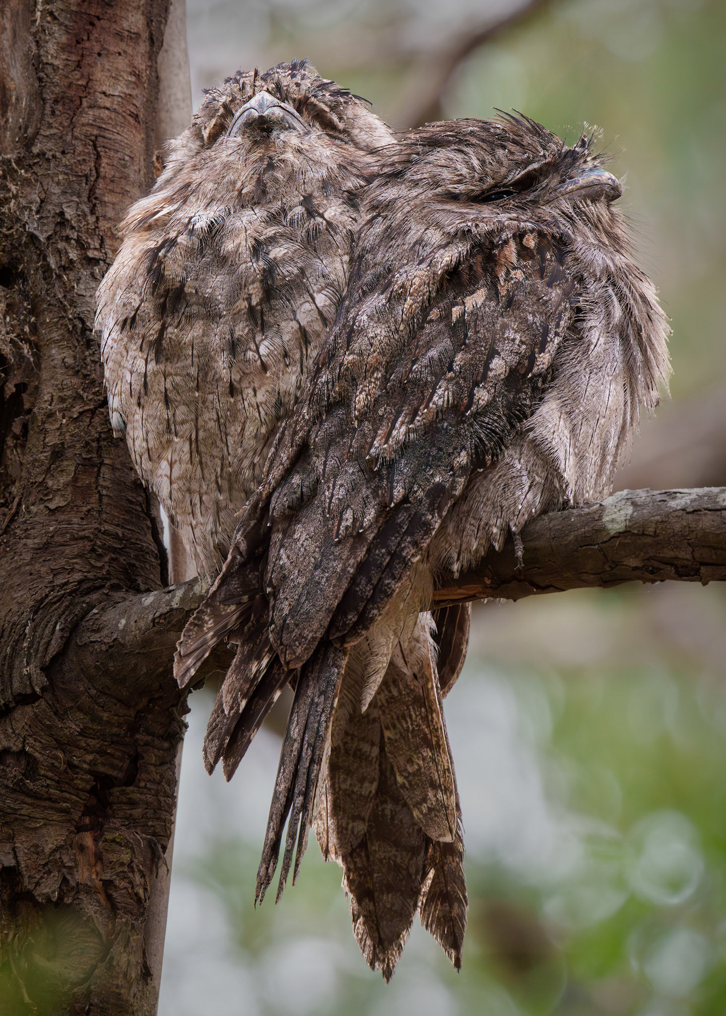 Tawny frogmouth pair (Podargus strigoides)