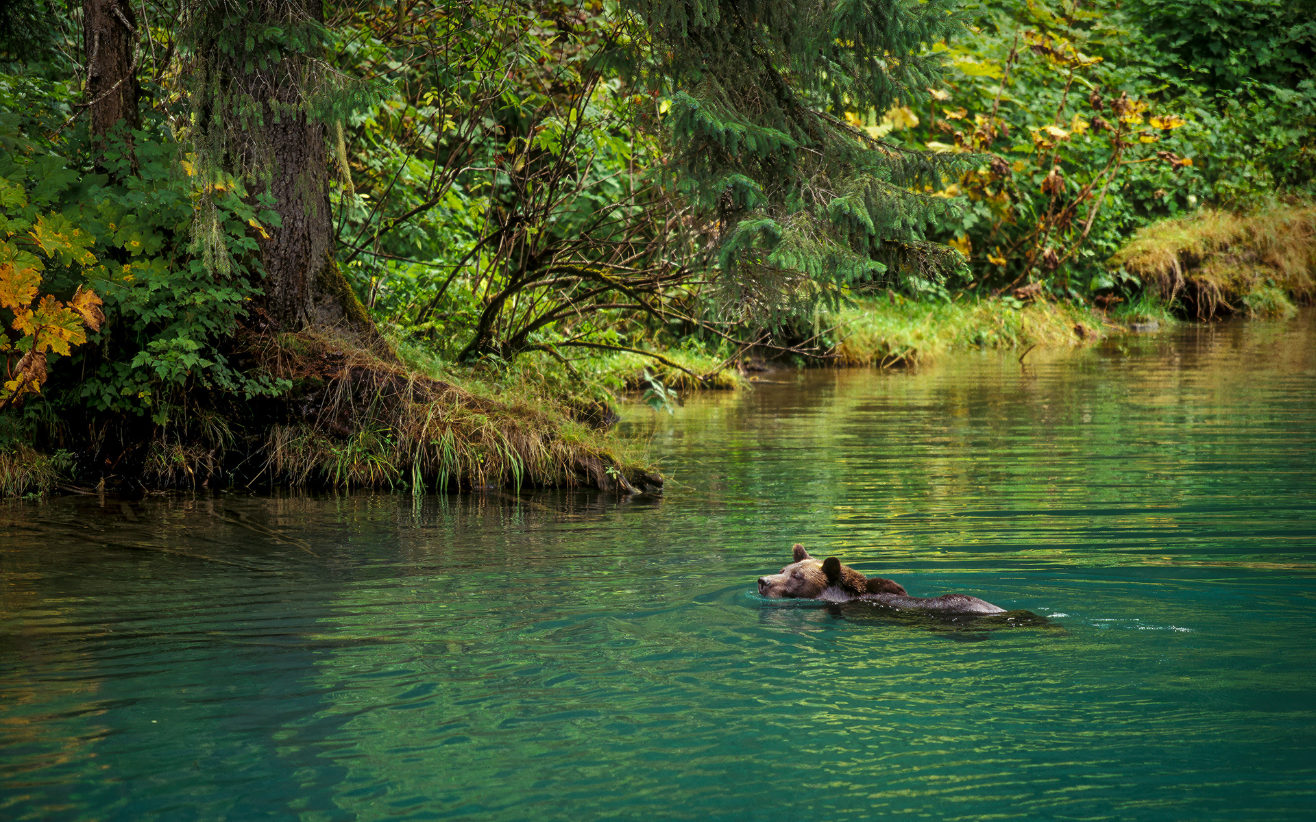 Grizzly On Holiday,  (Ursus arctos horribilis), Alaska, USA (Film)