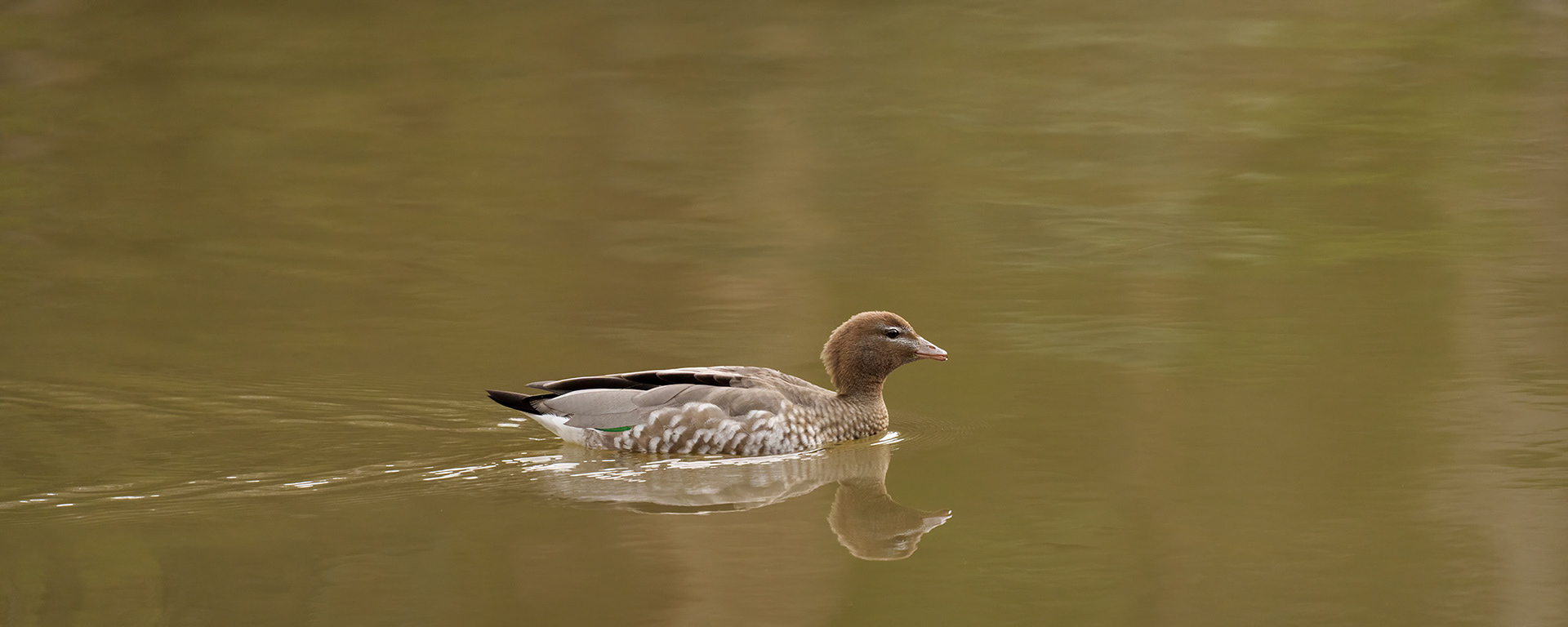 Australian wood duck (Chenonetta jubata), Female