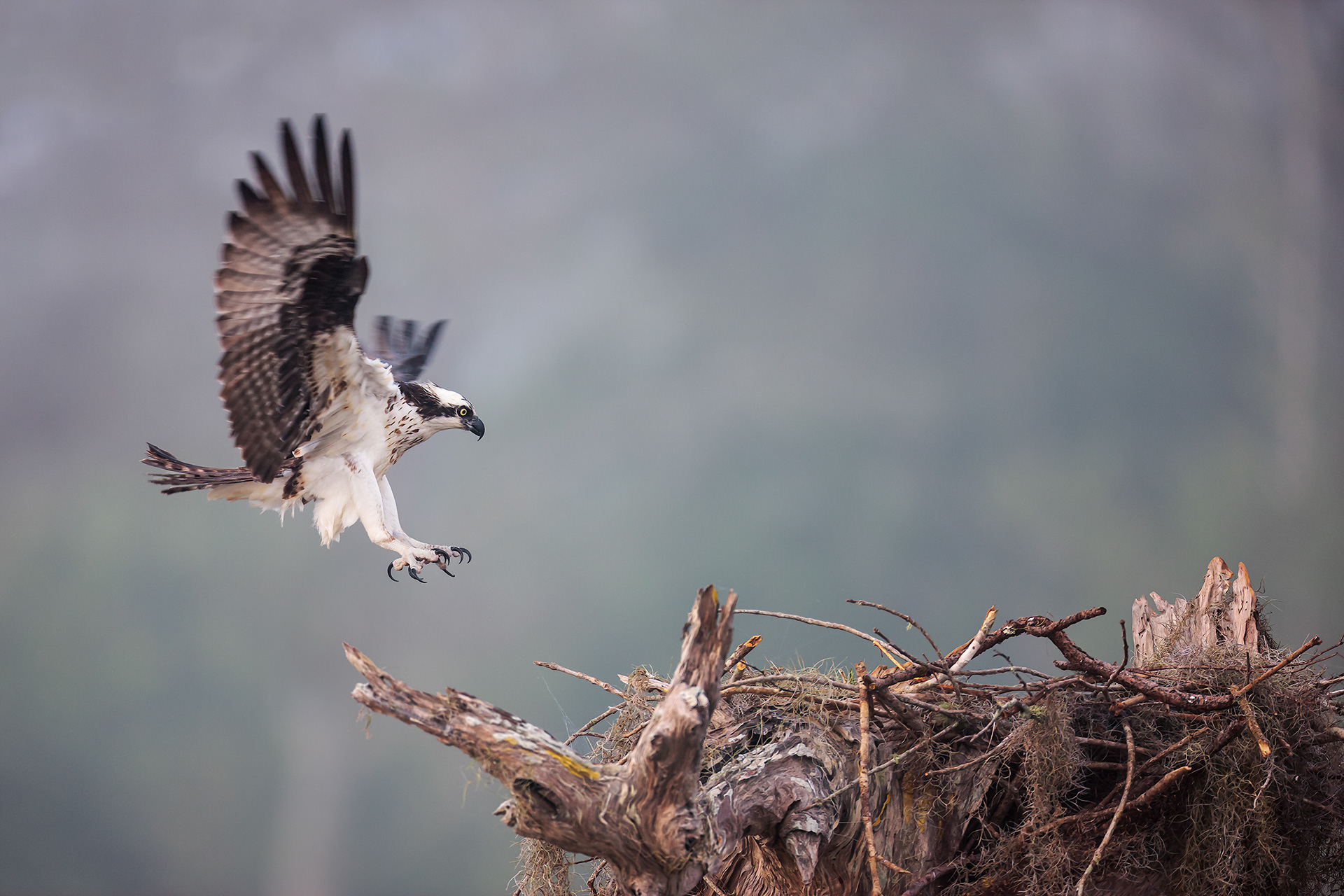 Coming Home, Osprey (Pandion haliaetus), Florida, USA