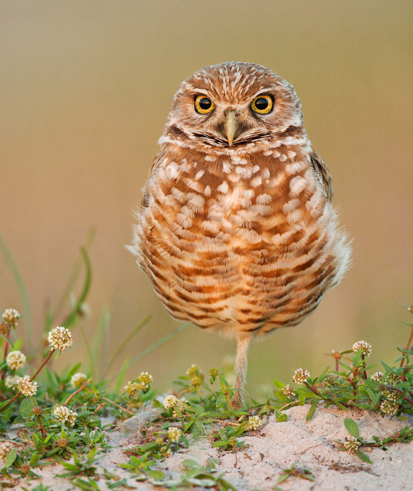 Burrowing owl (Athene cunicularia)