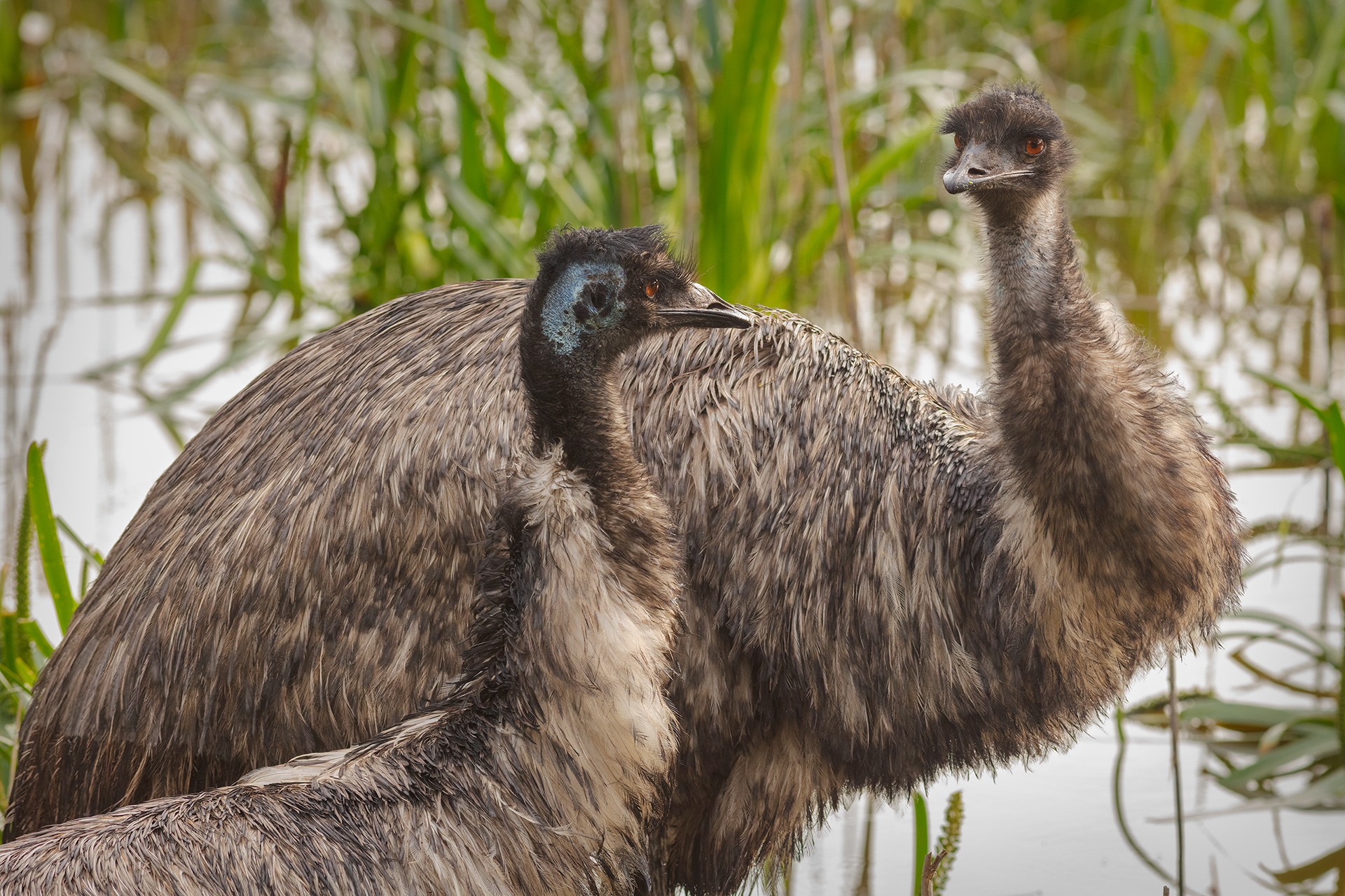 I told You So, Emu Pair (Dromaius novaehollandiae), Victoria, Australia