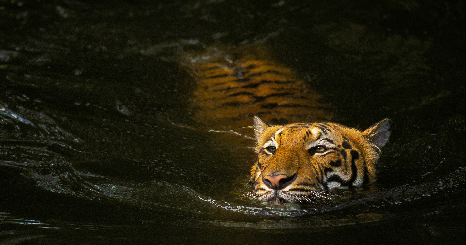 Malayan Tiger, Swimming (Panthera tigris jacksoni), Malaysia (Film)